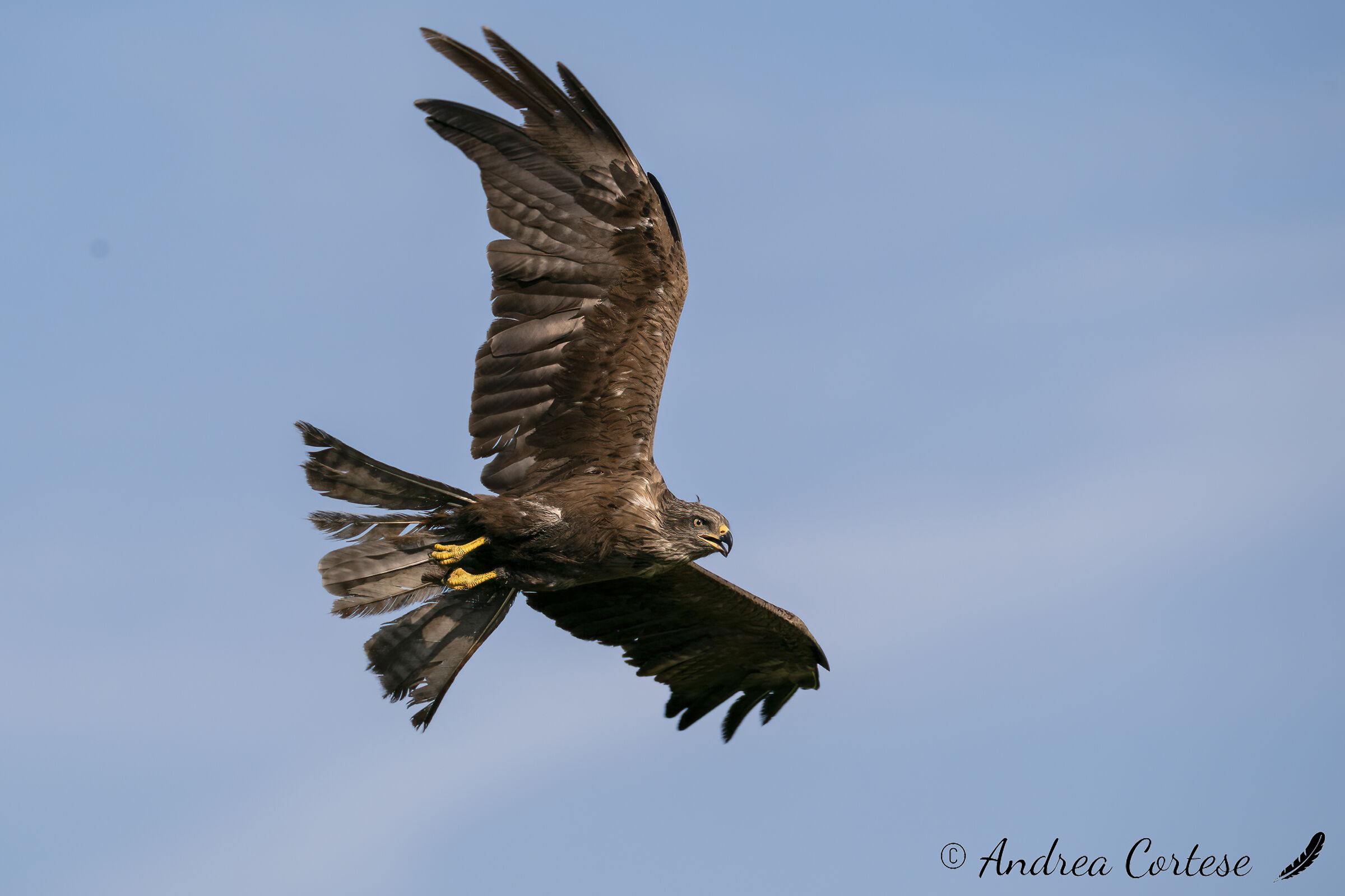 Nibbio bruno (Milvus migrans)