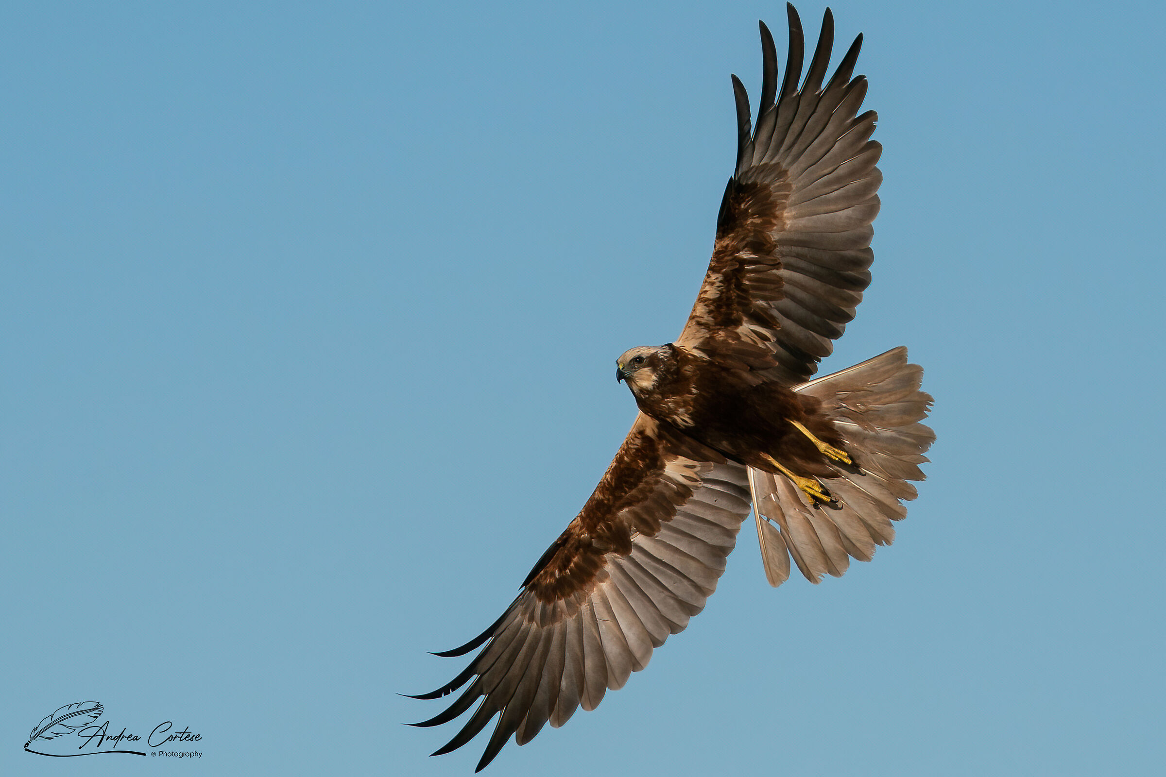 Falco di palude (Circus aeruginosus)