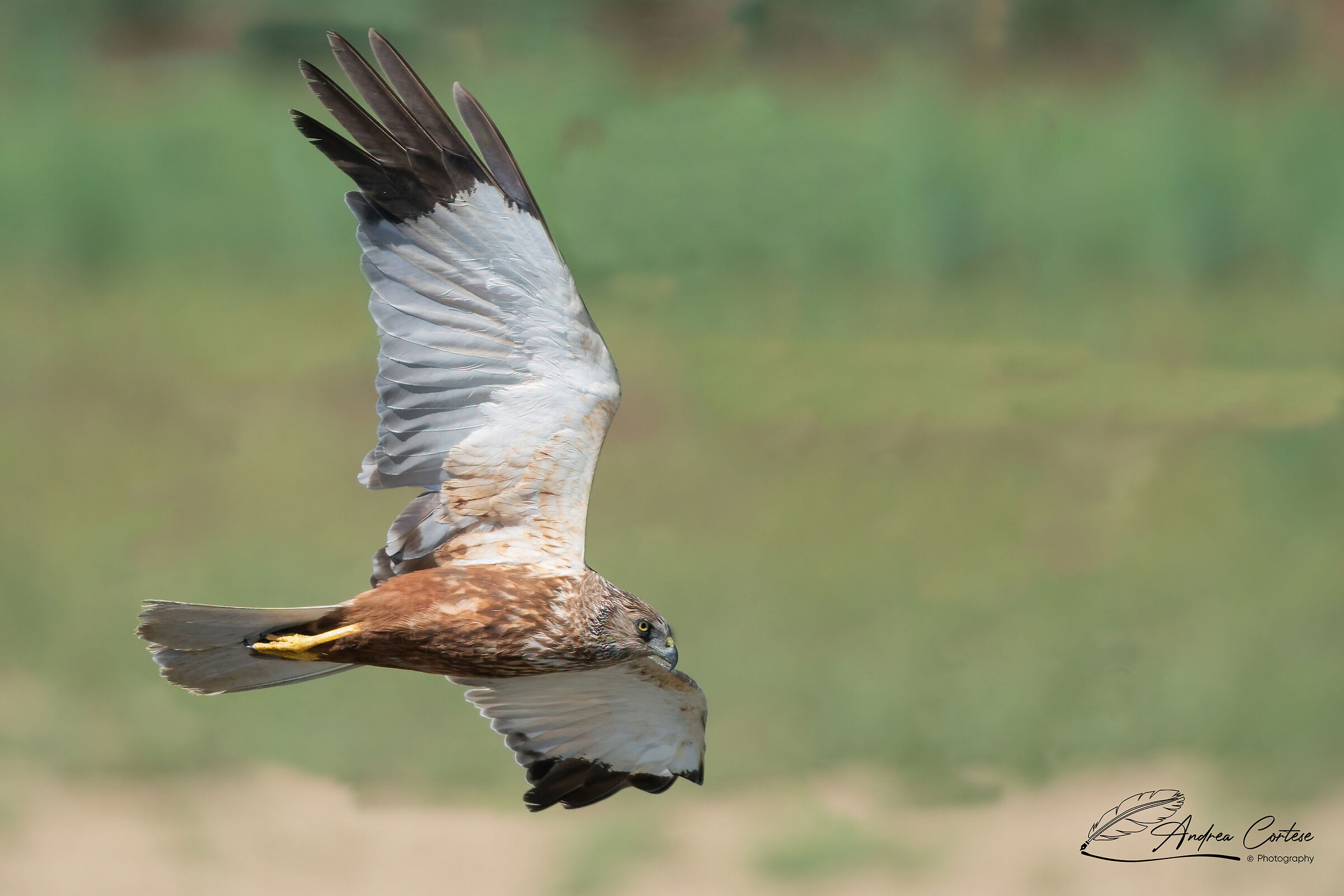 Falco di palude (Circus aeruginosus)