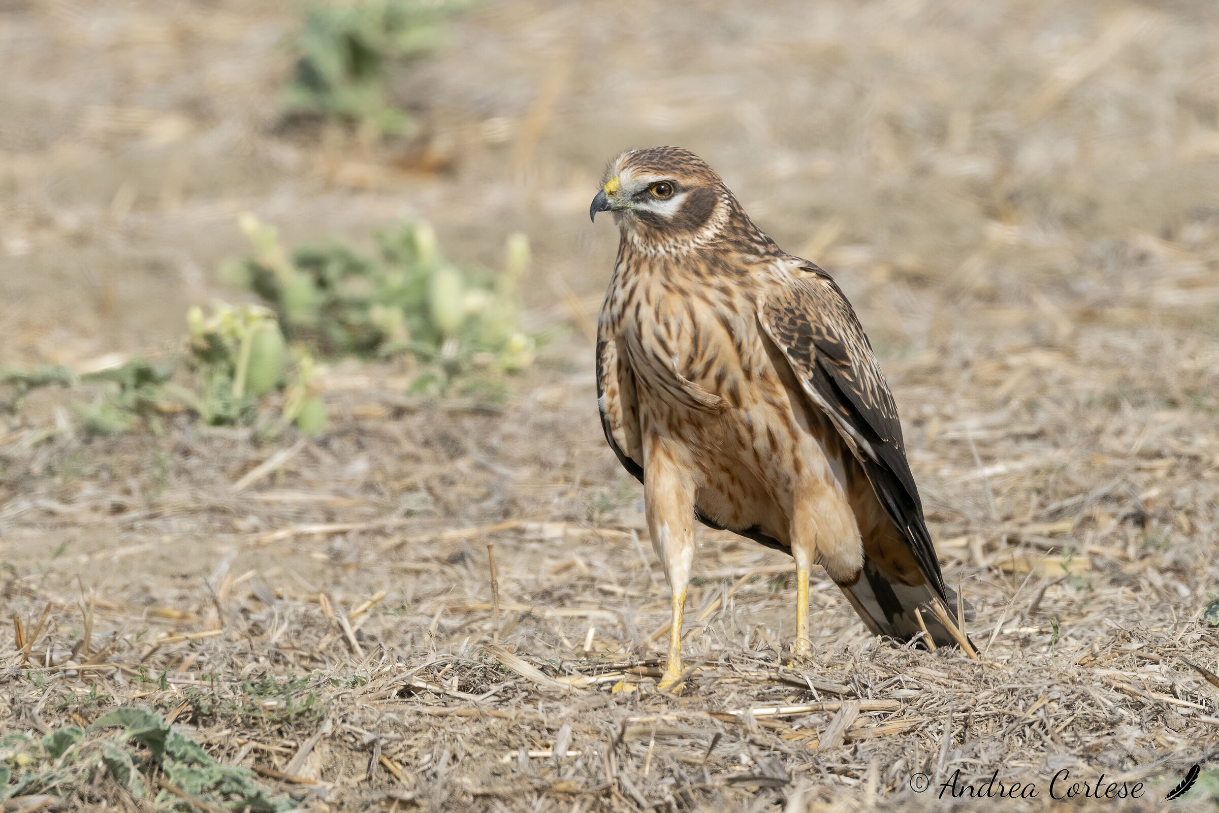 Albanella pallida (Circus macrourus)