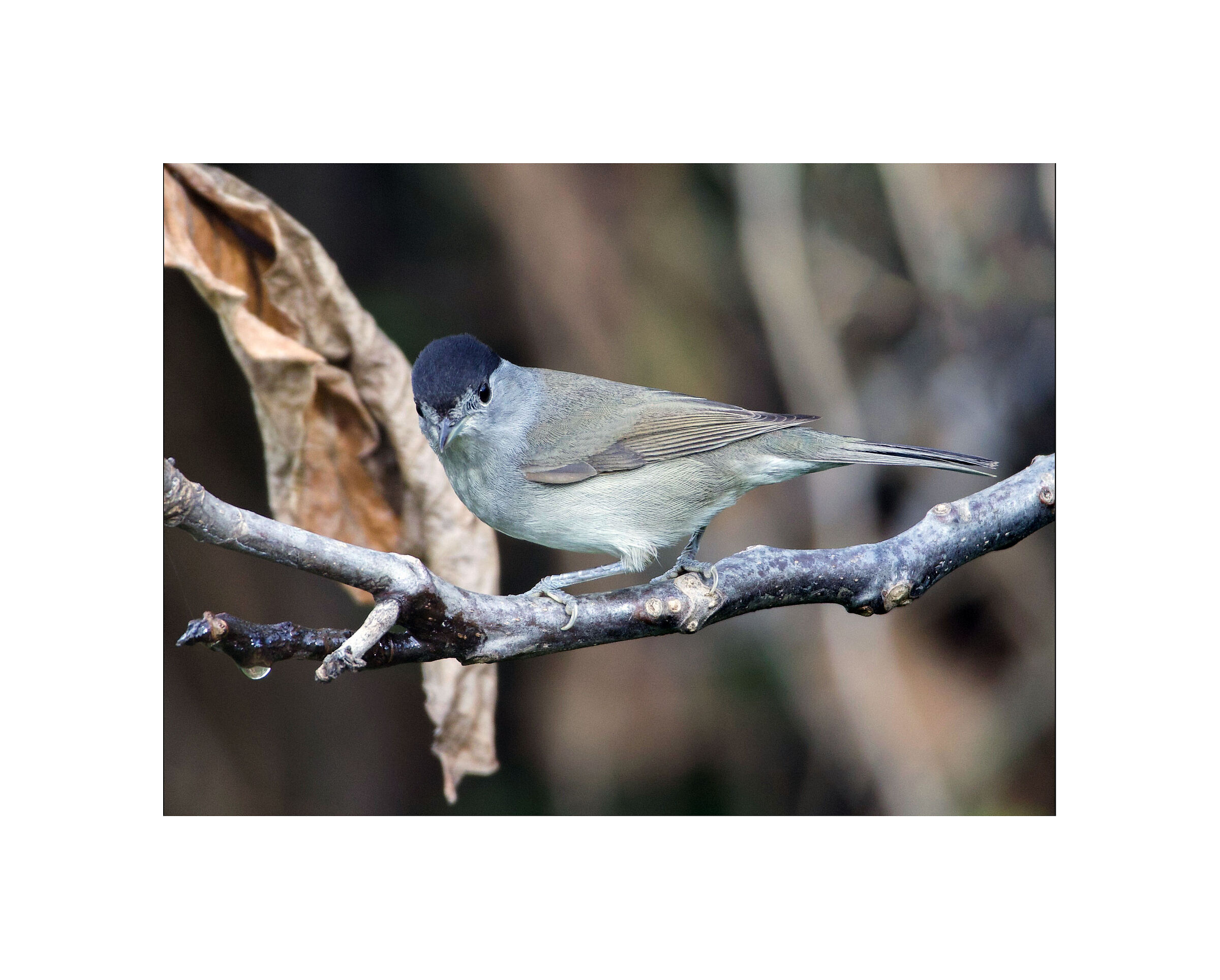 Blackcap