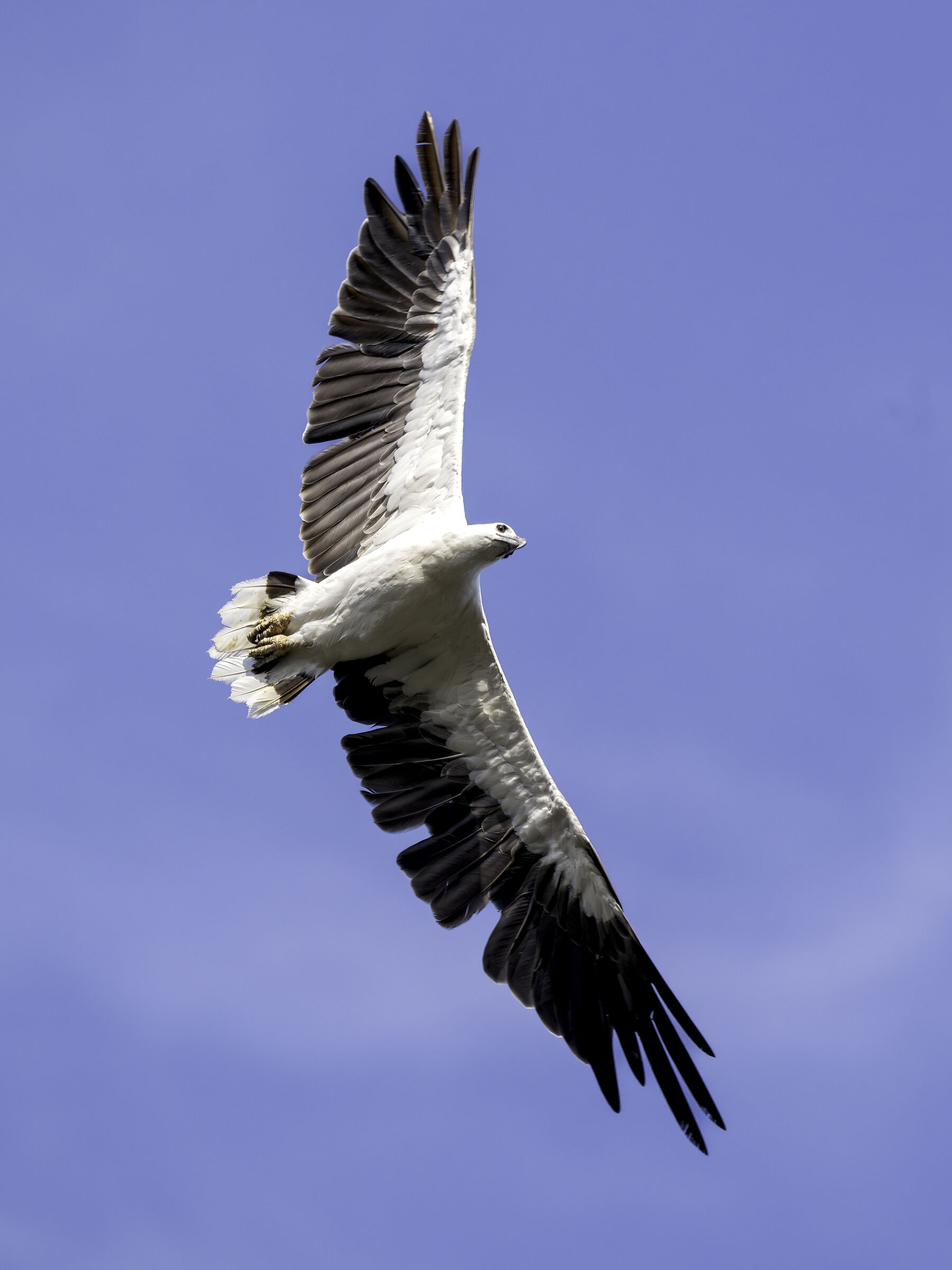 Aquila pescatrice panciabianca