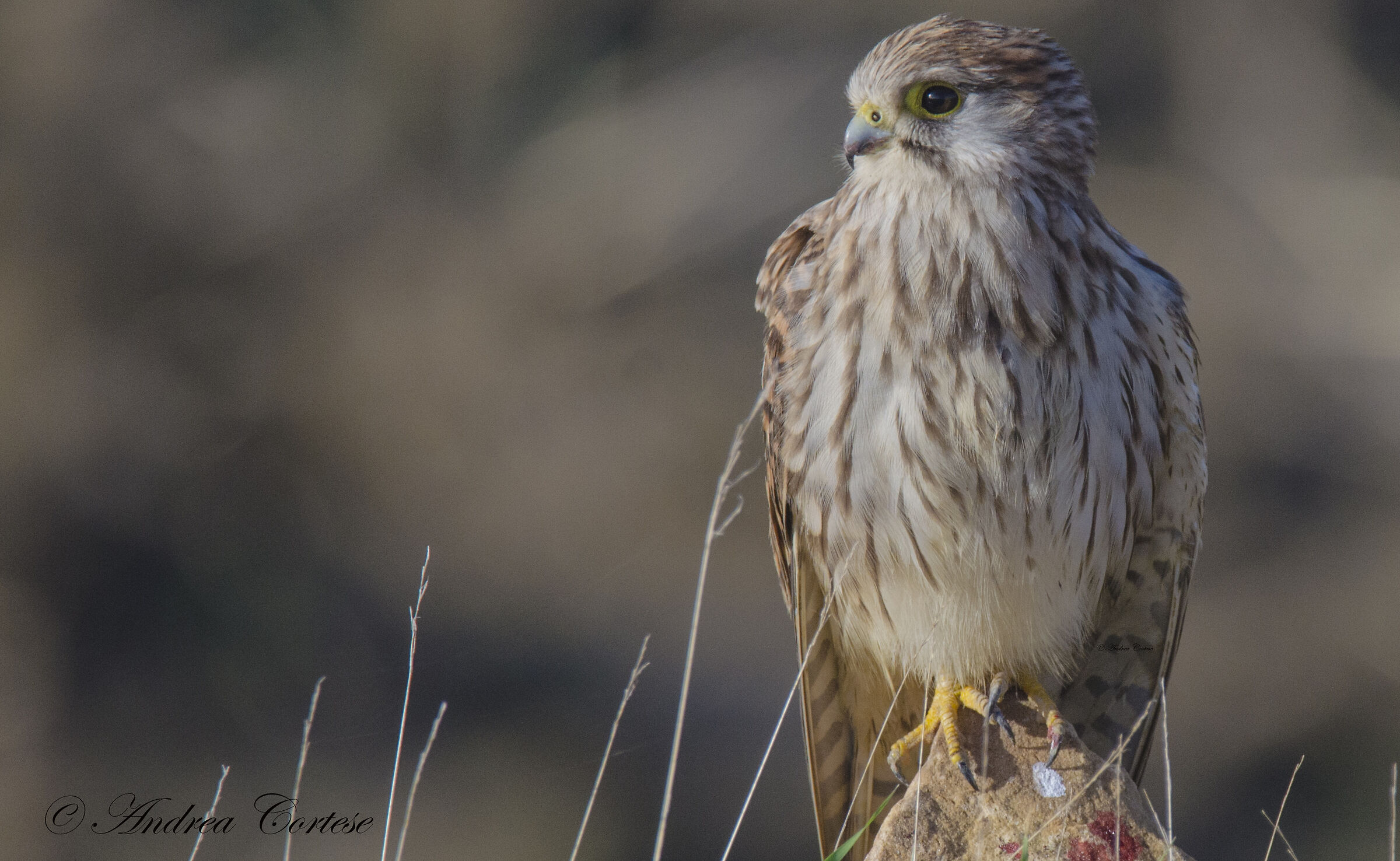 Gheppio (Falco tinnunculus)