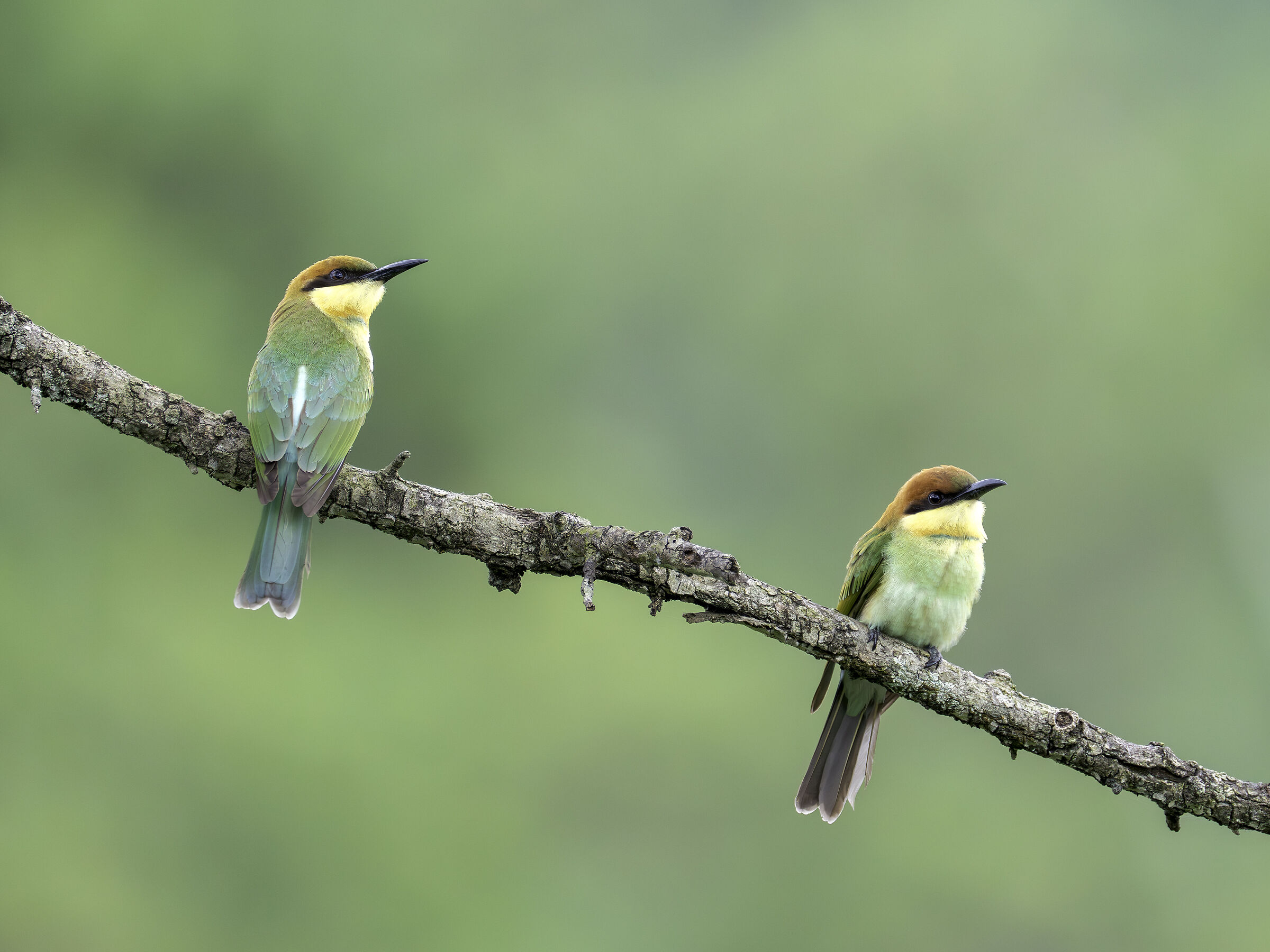 Gruccioni testacastana