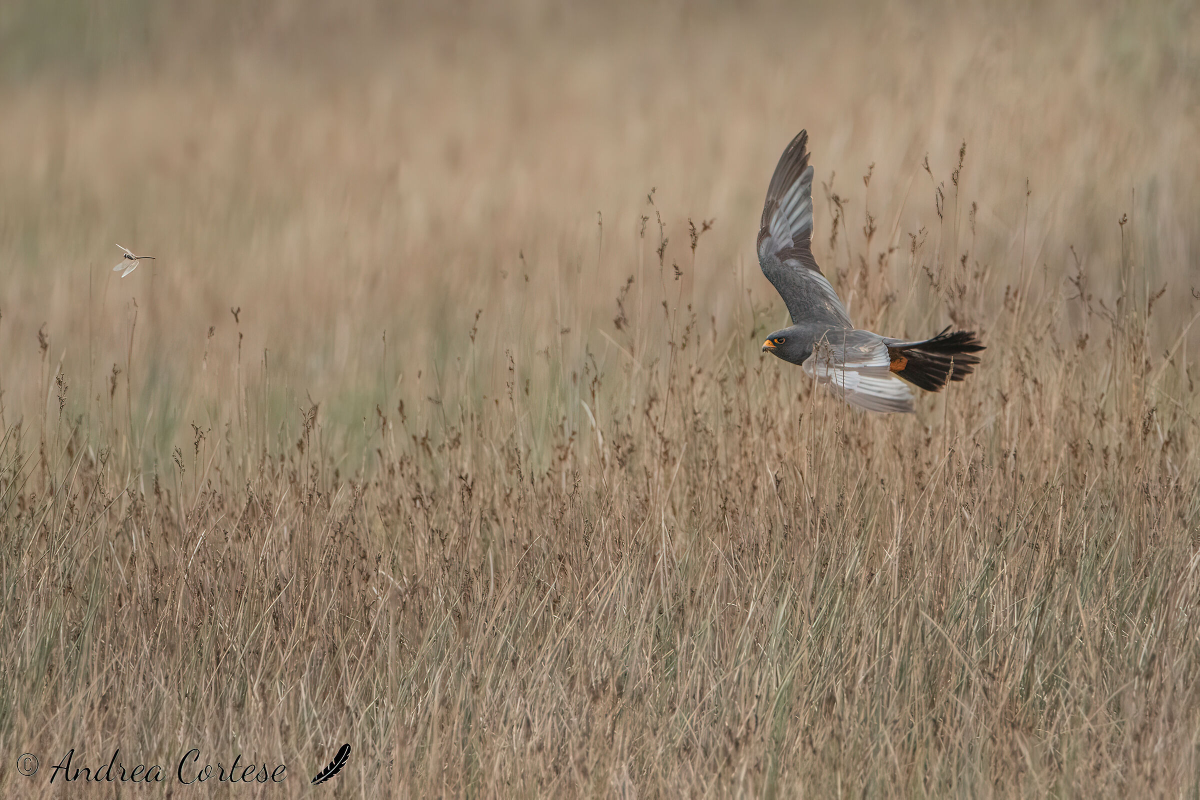 Falco cuculo (Falco vespertinus)