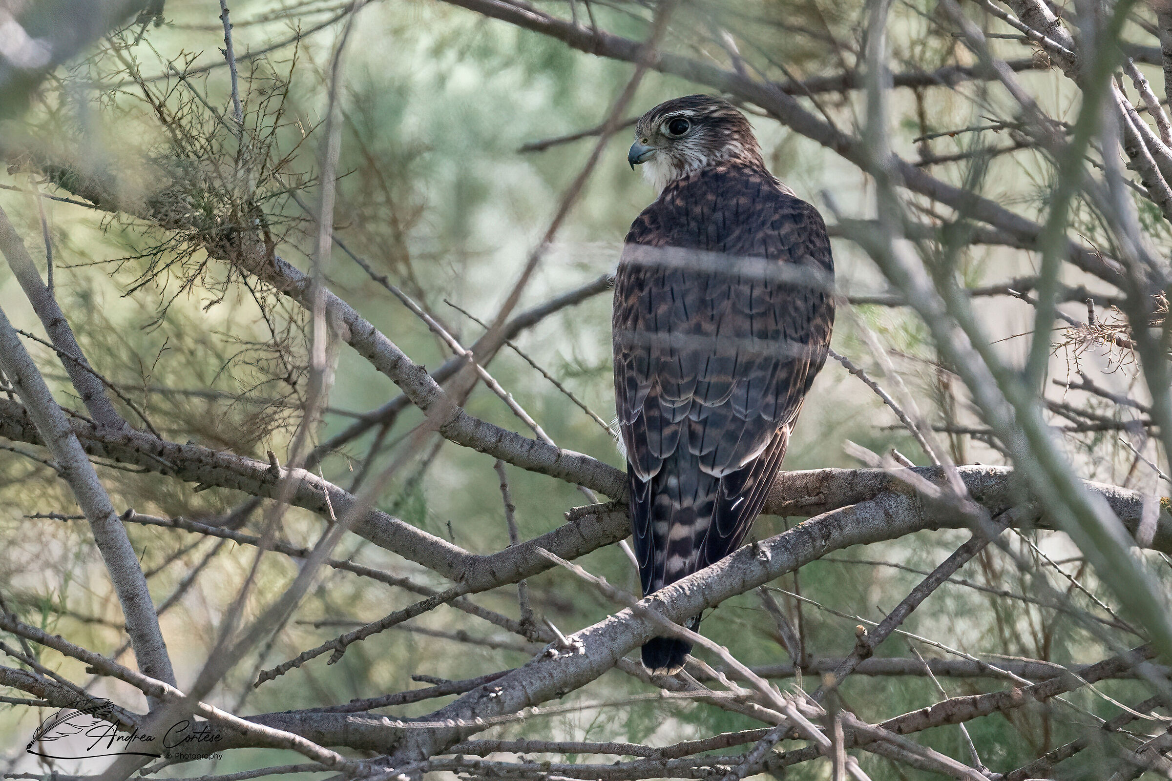 Smeriglio (Falco columbarius)