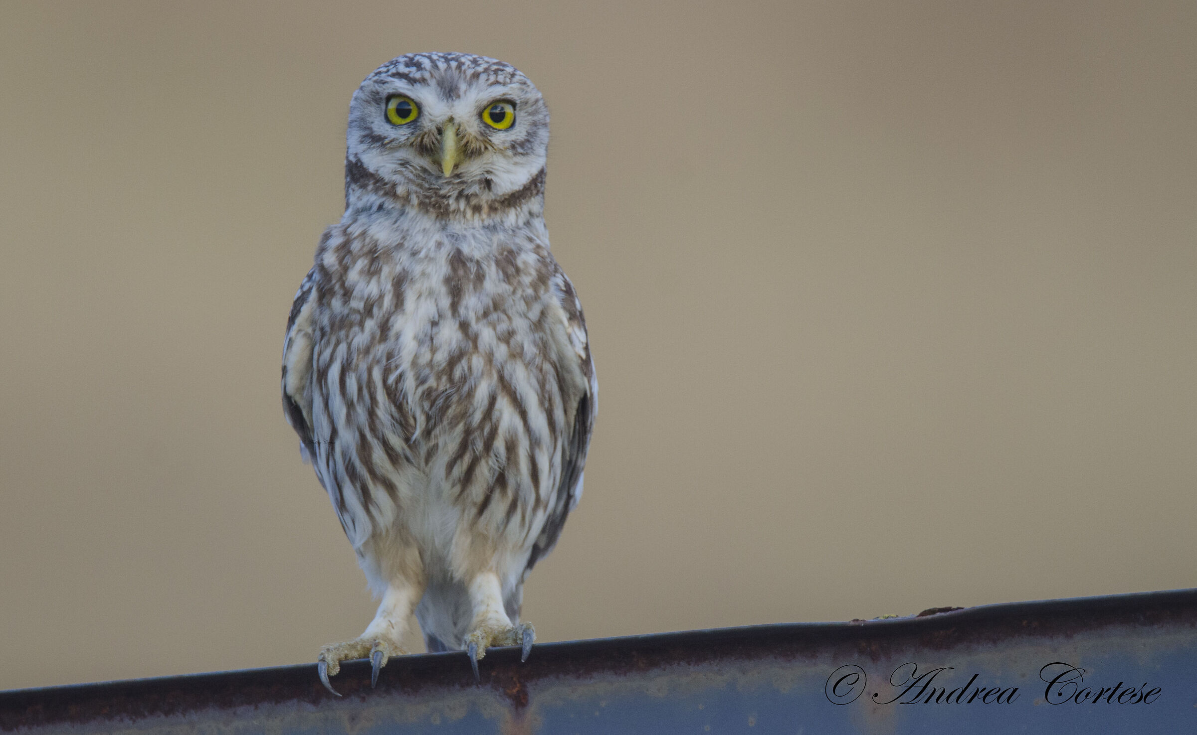 Civetta (Athene noctua)