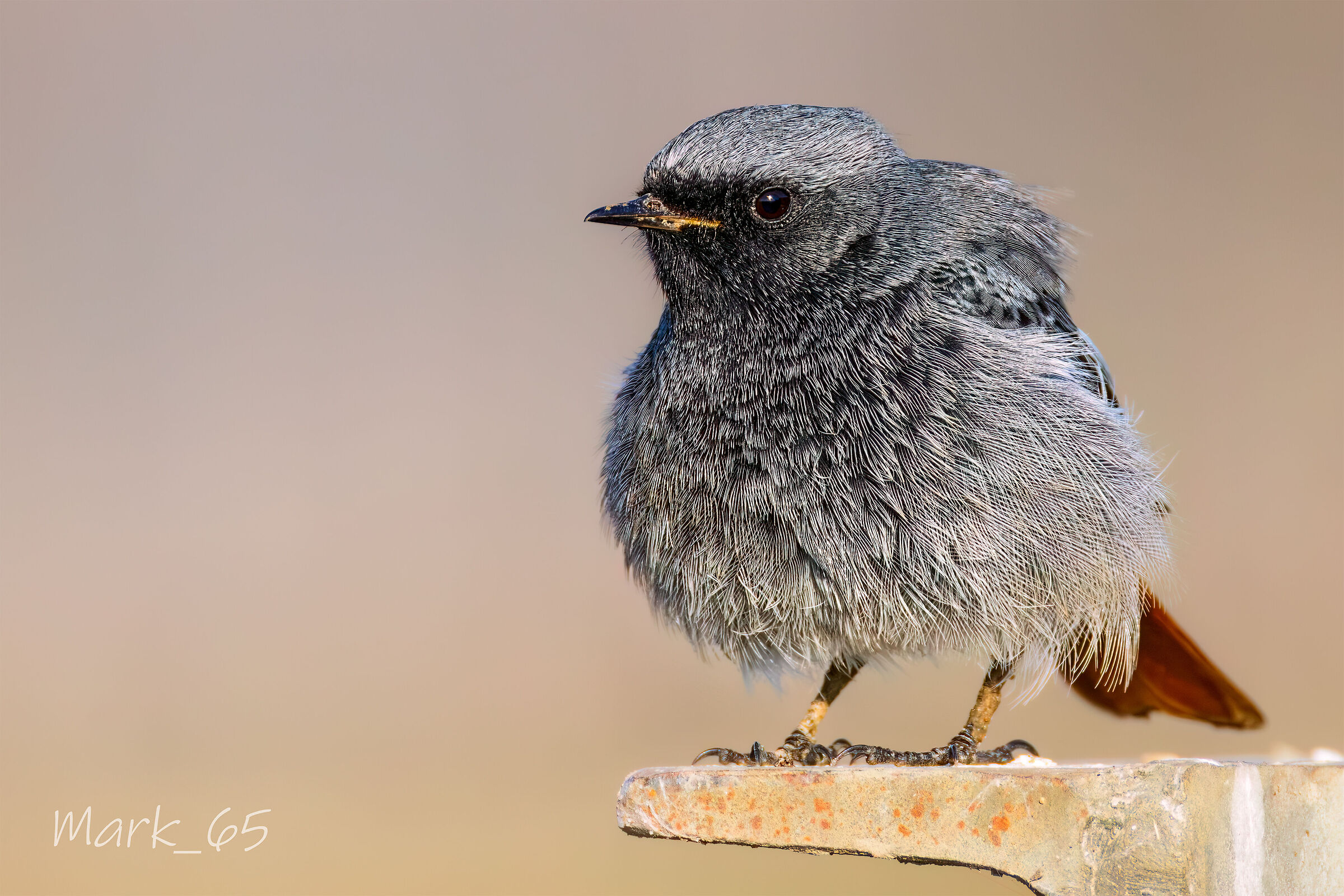 codirosso spazzacamino