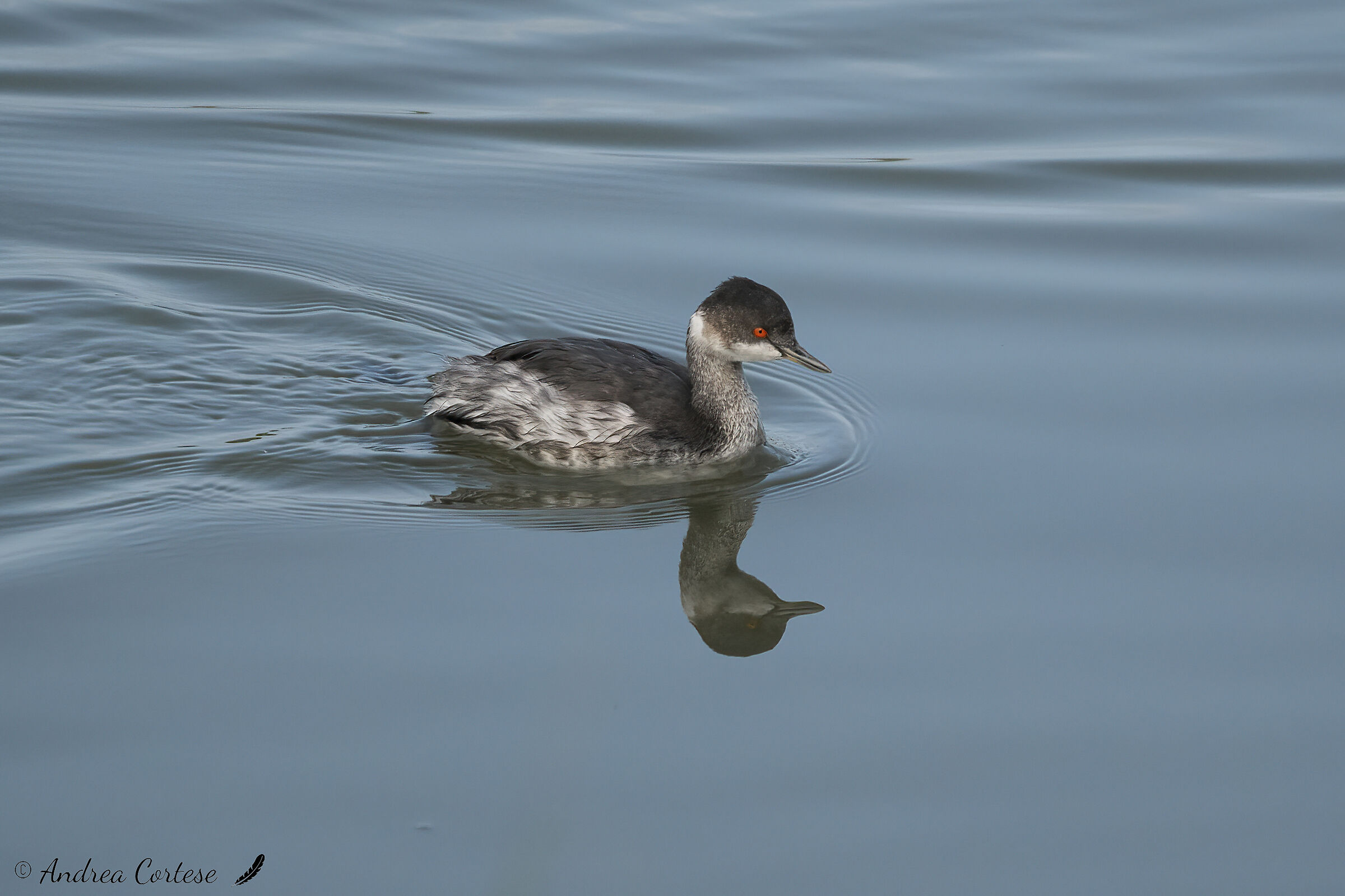 Svasso piccolo (Podiceps nigricollis)