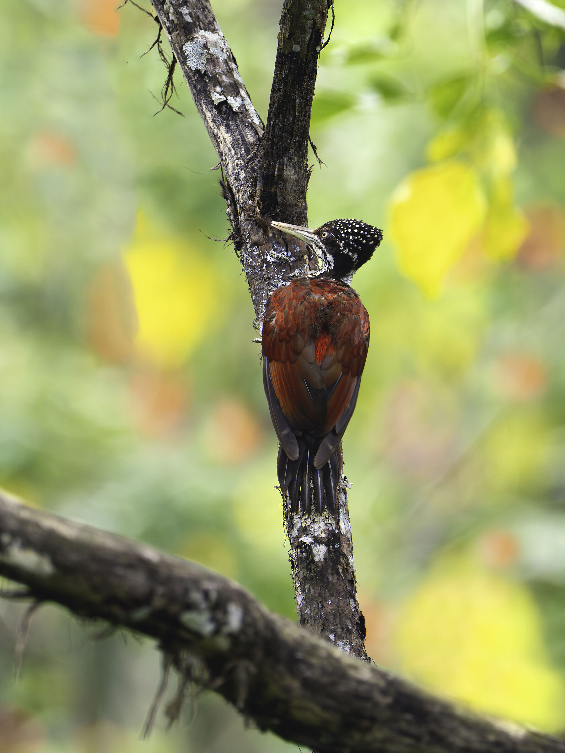 Picchio dorso di fiamma