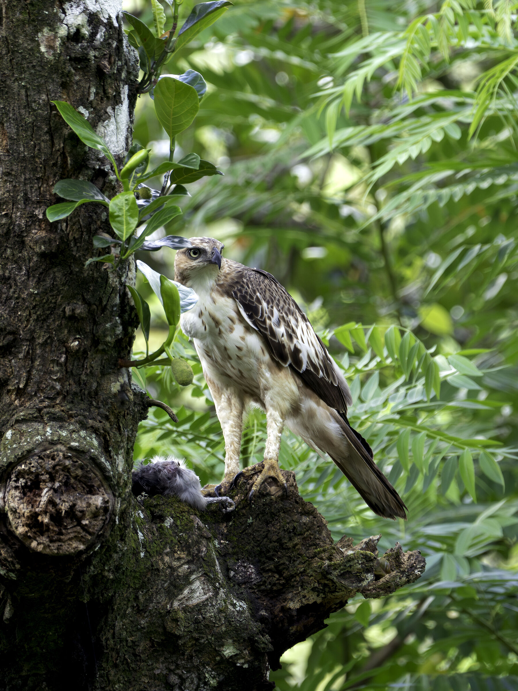 Aquila dal ciuffo variabile