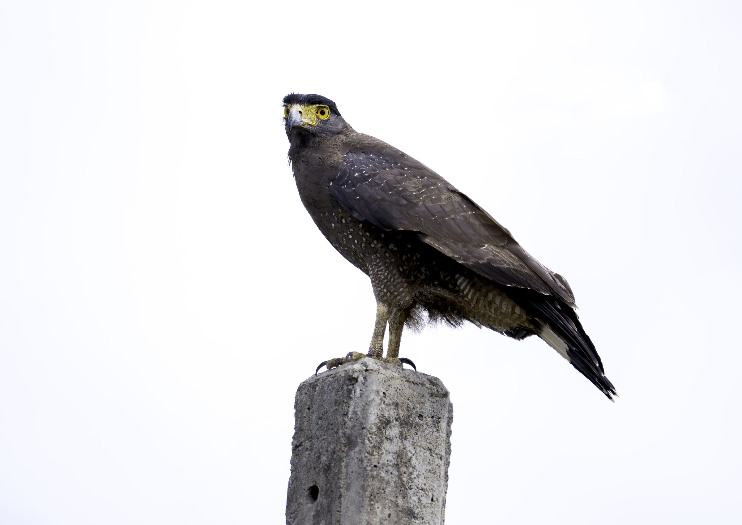 Aquila serpentaria crestata