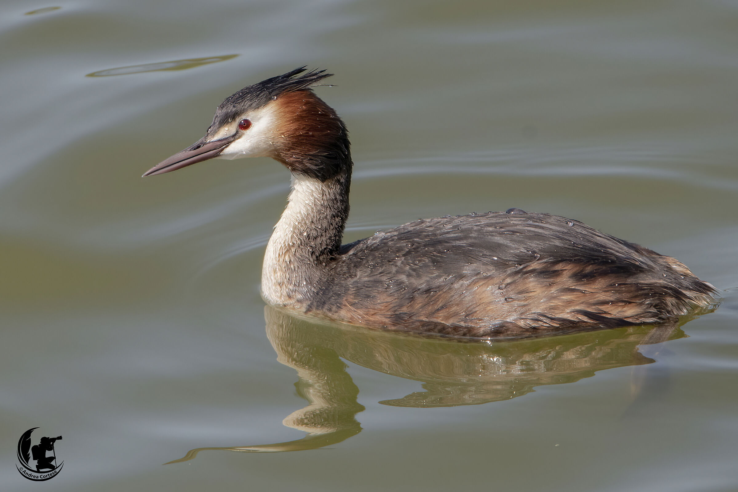 Svasso maggiore (Podiceps cristatus)