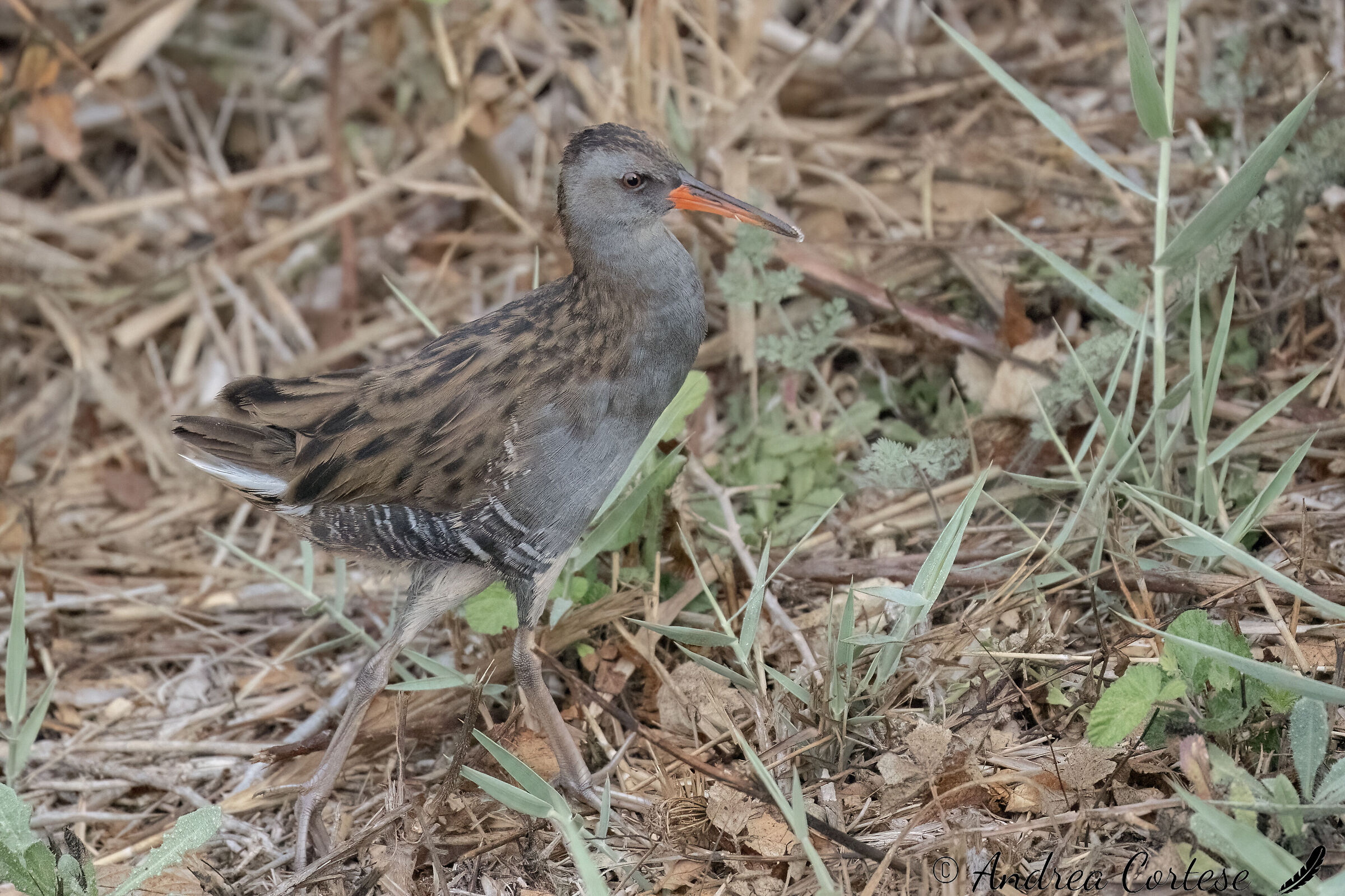 Porciglione (Rallus aquaticus)