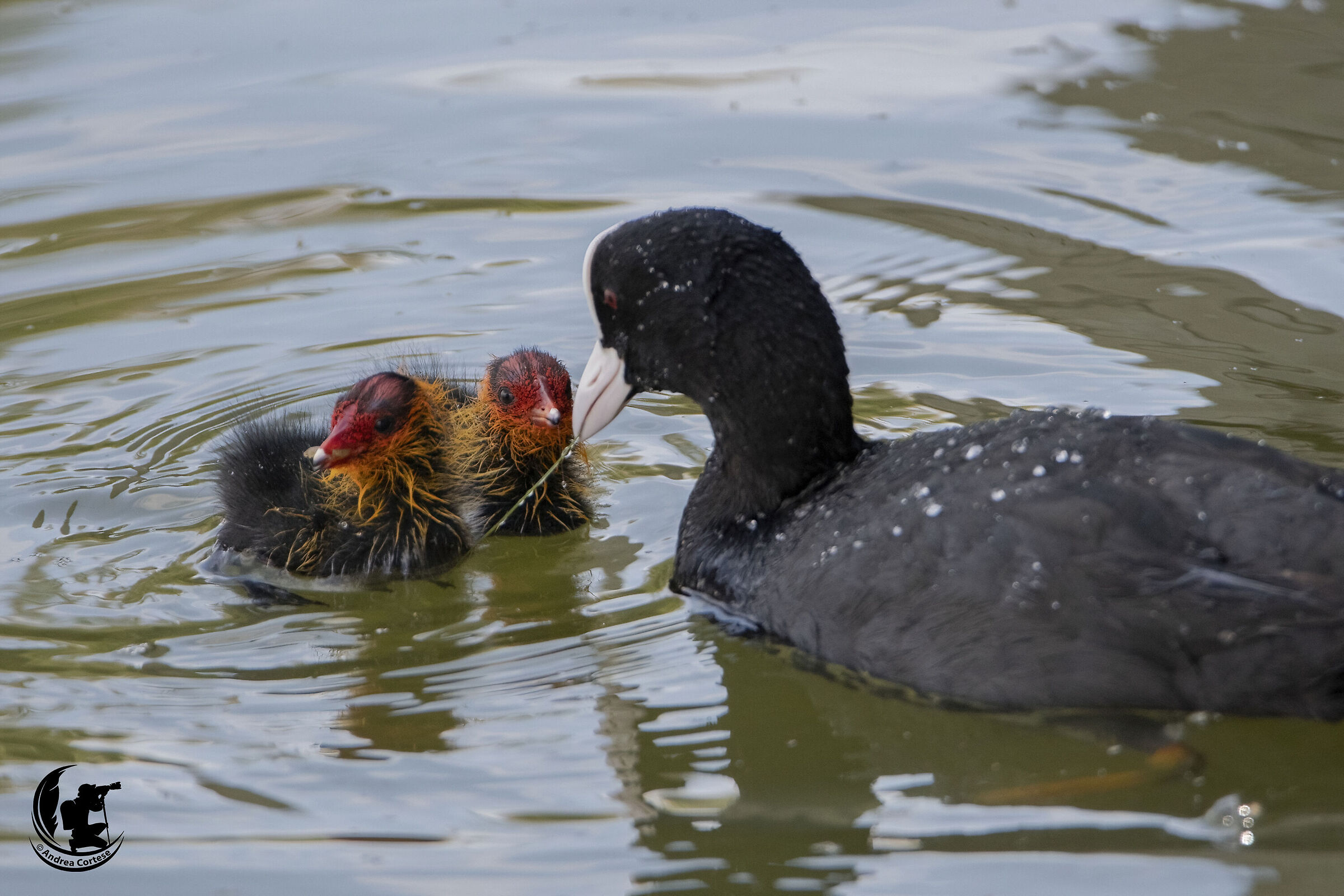 Folaga (Fulica atra)