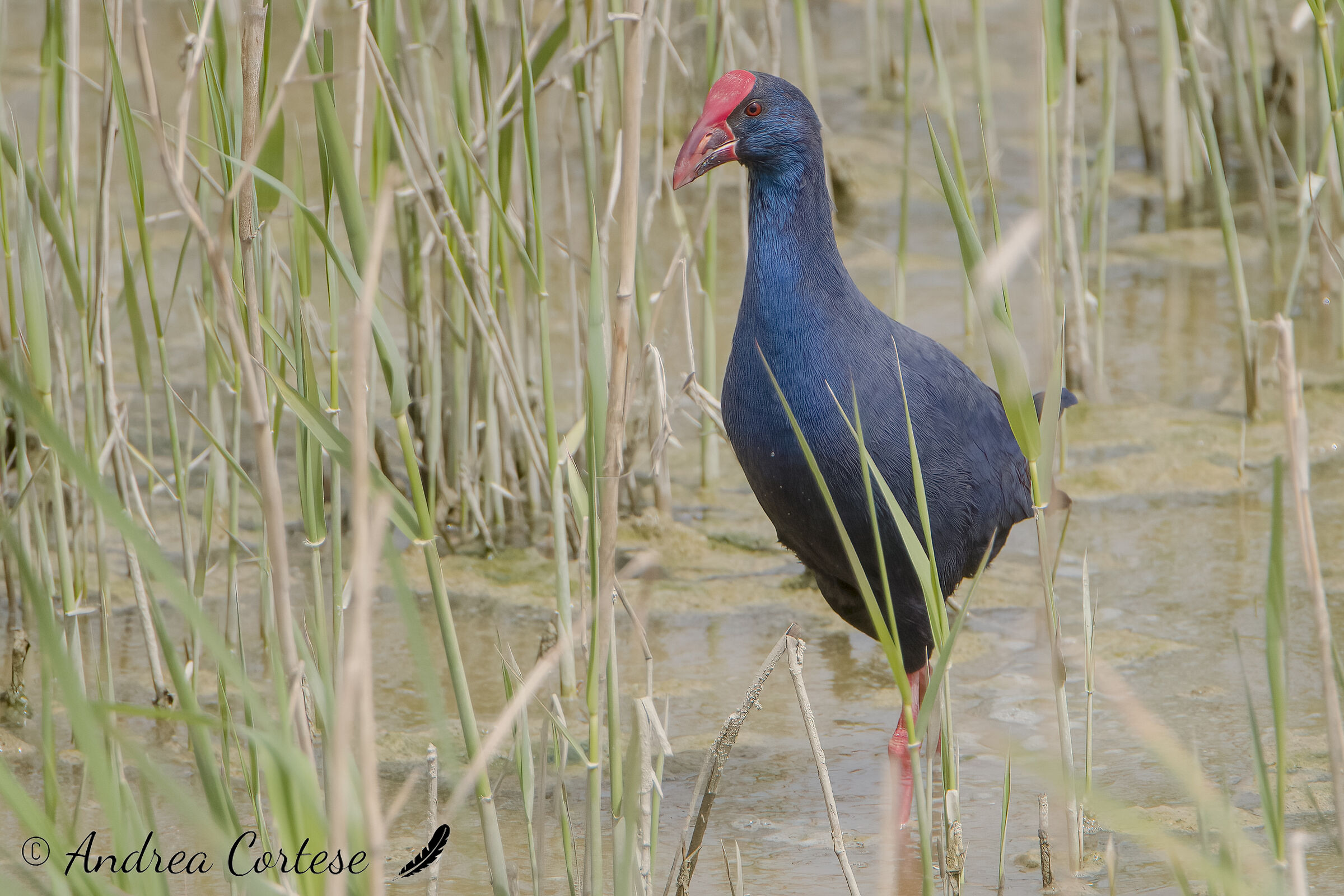Pollo sultano (Porphyrio porphyrio)