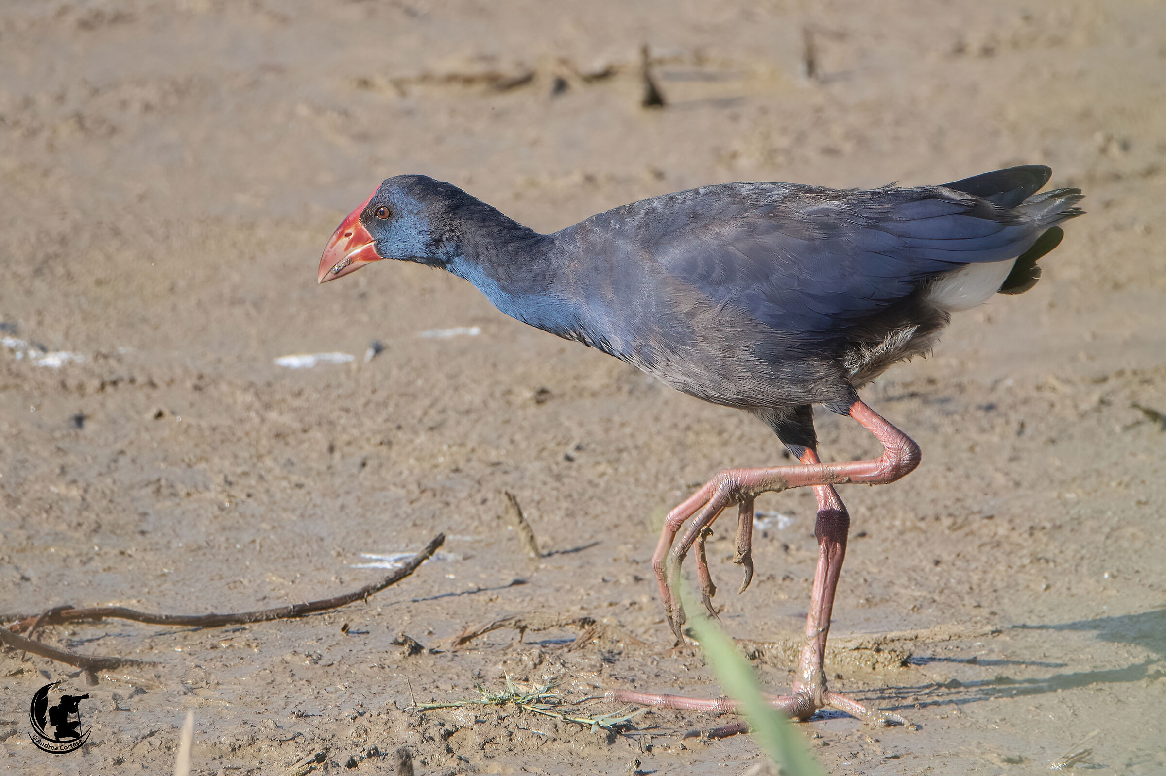 Pollo sultano (Porphyrio porphyrio)