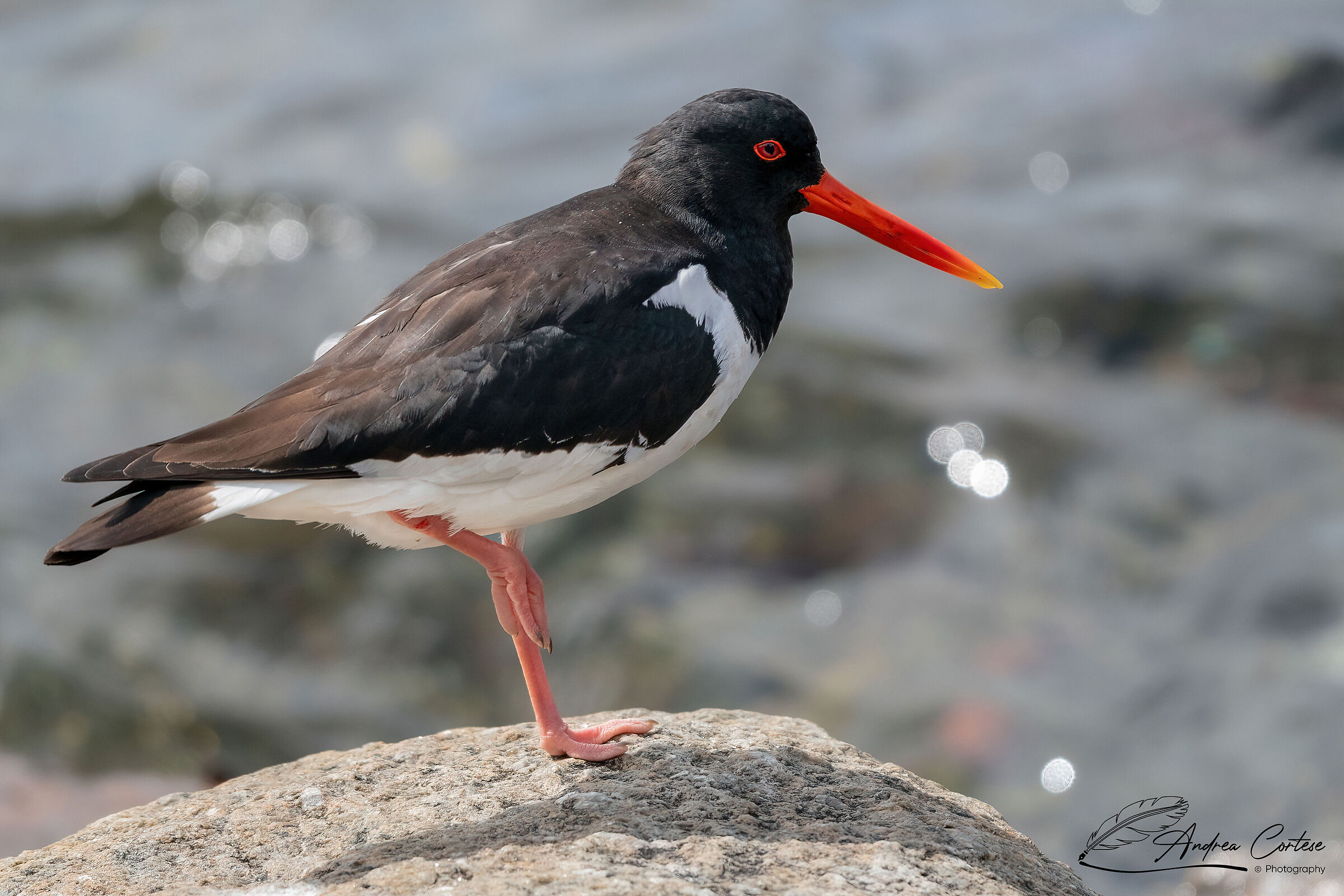 Beccaccia di mare (Haematopus ostralegus)