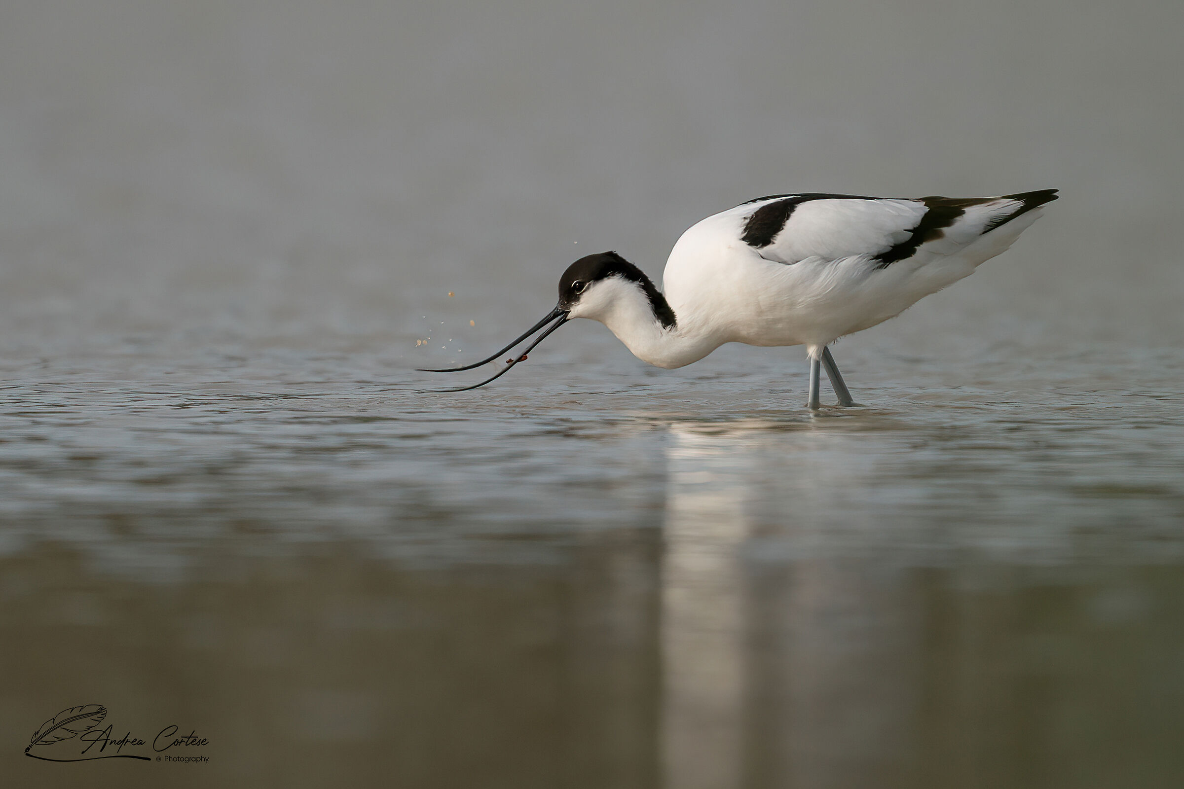 Avocetta (Recurvirostra avosetta)