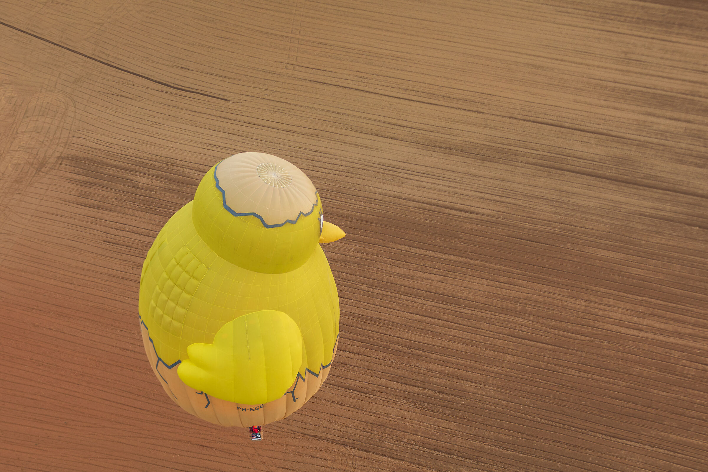 A chick in flight