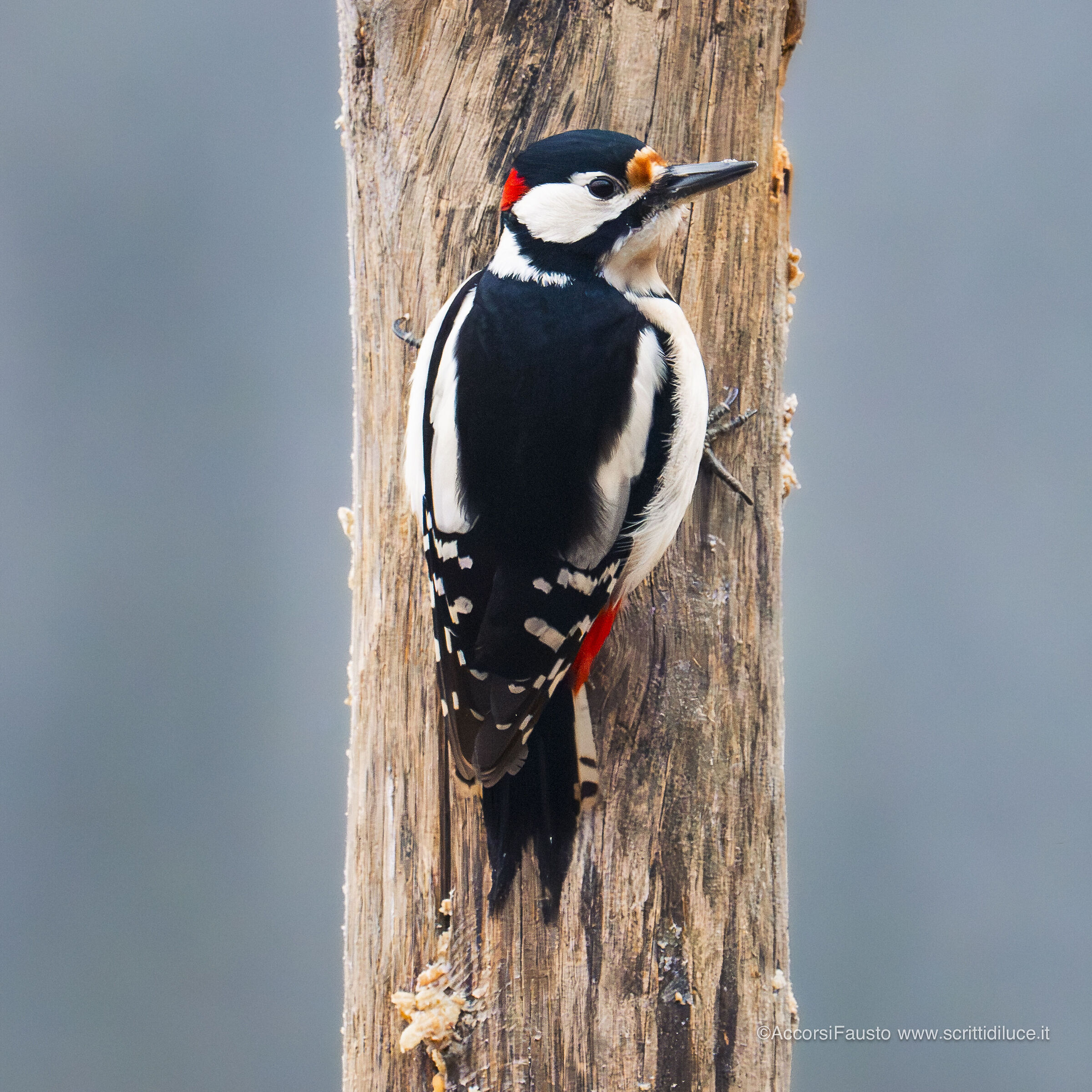 Picchio rosso maggiore