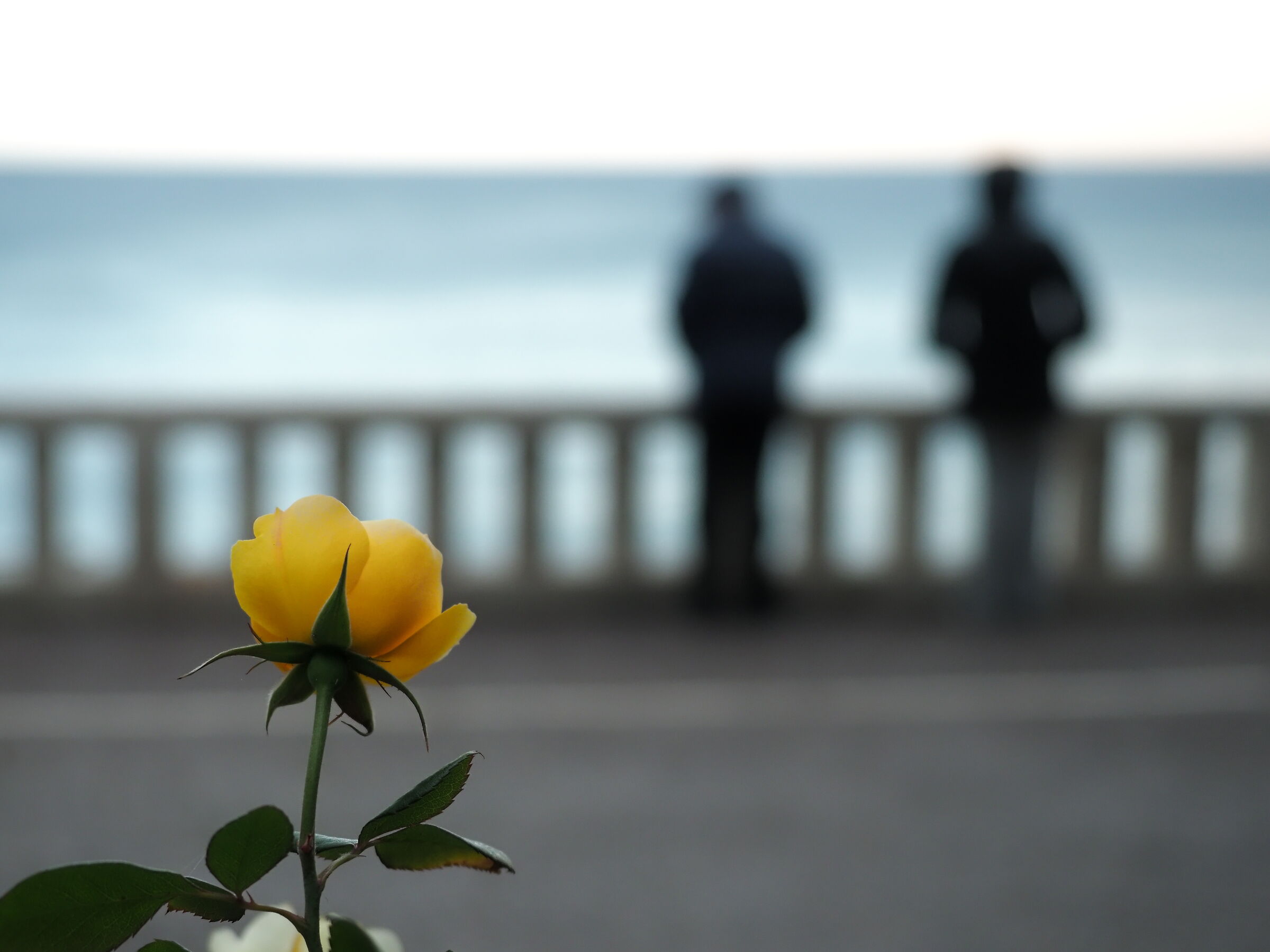 Sguardi verso il mare