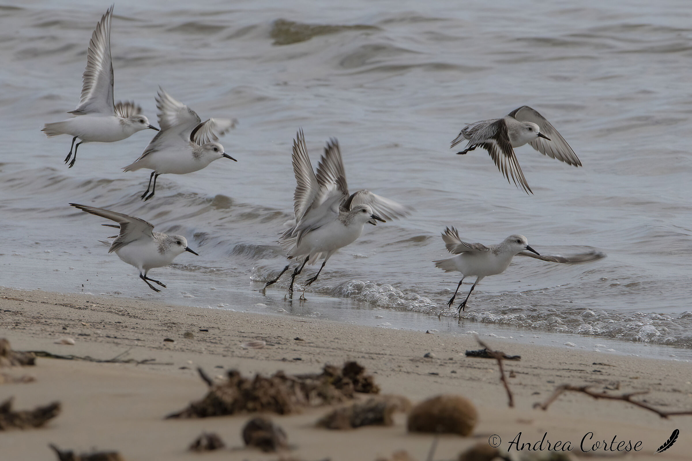 Piovanello tridattilo (Calidris alba)