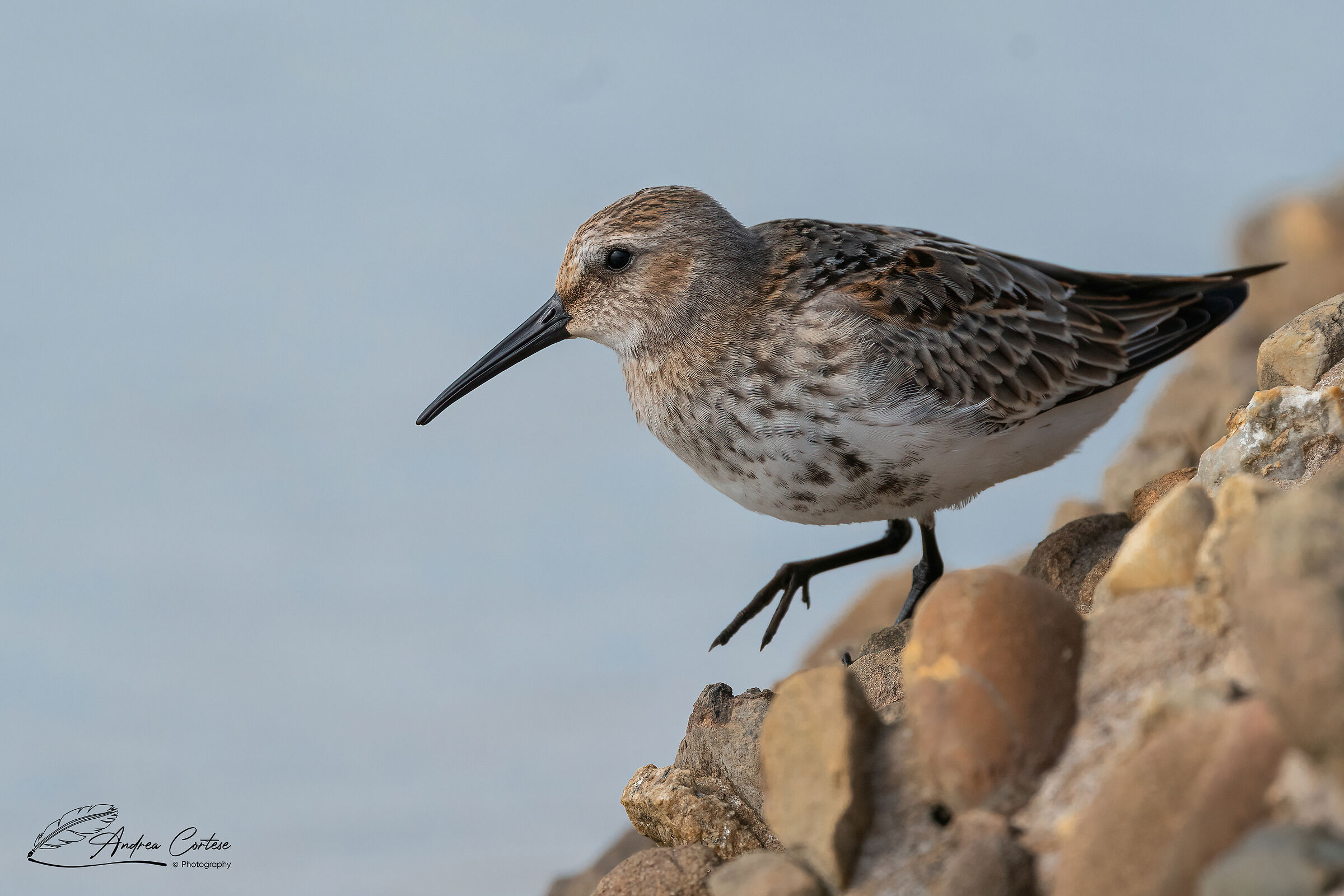 Piovanello pancianera (Calidris alpina)