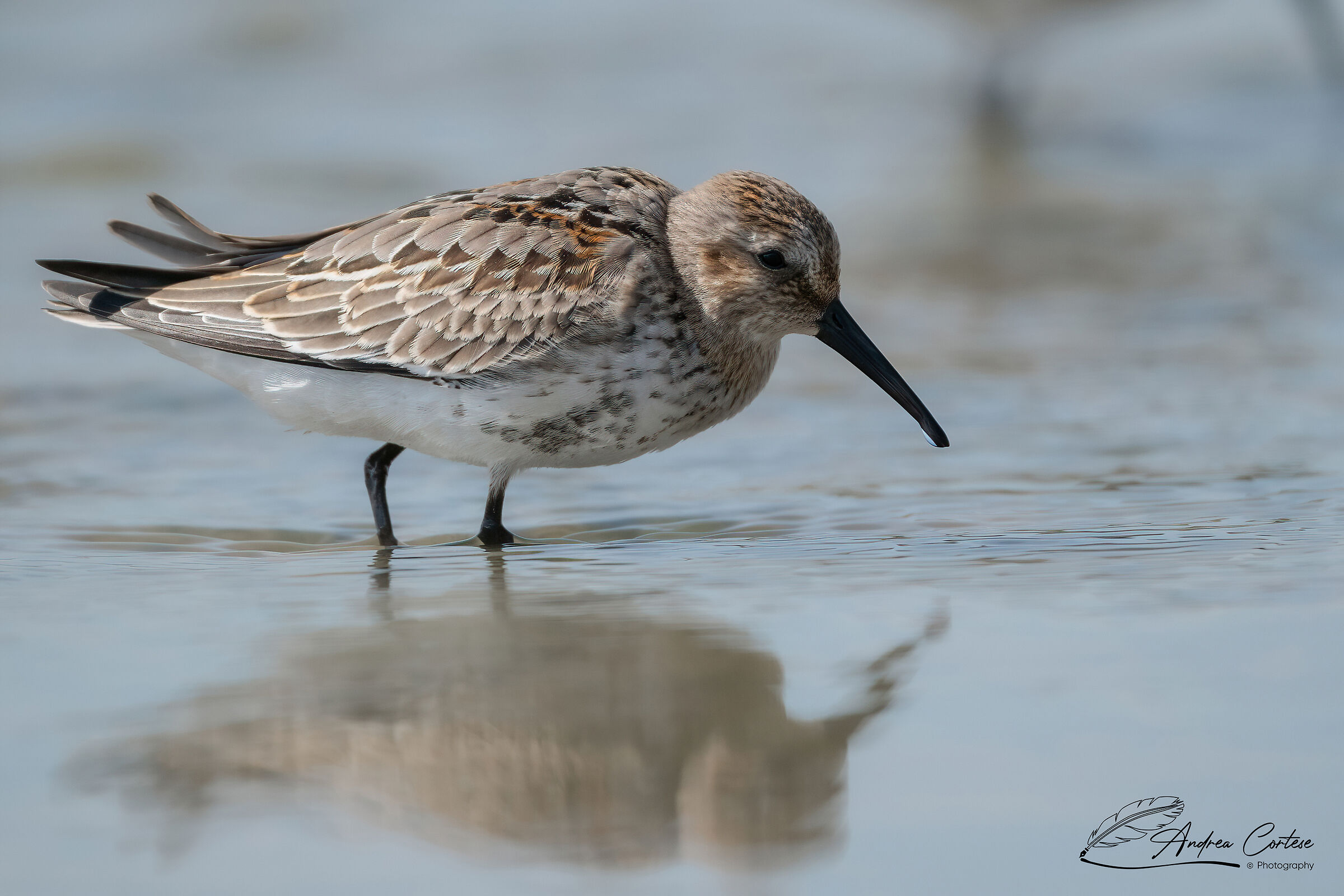 Piovanello pancianera (Calidris alpina)