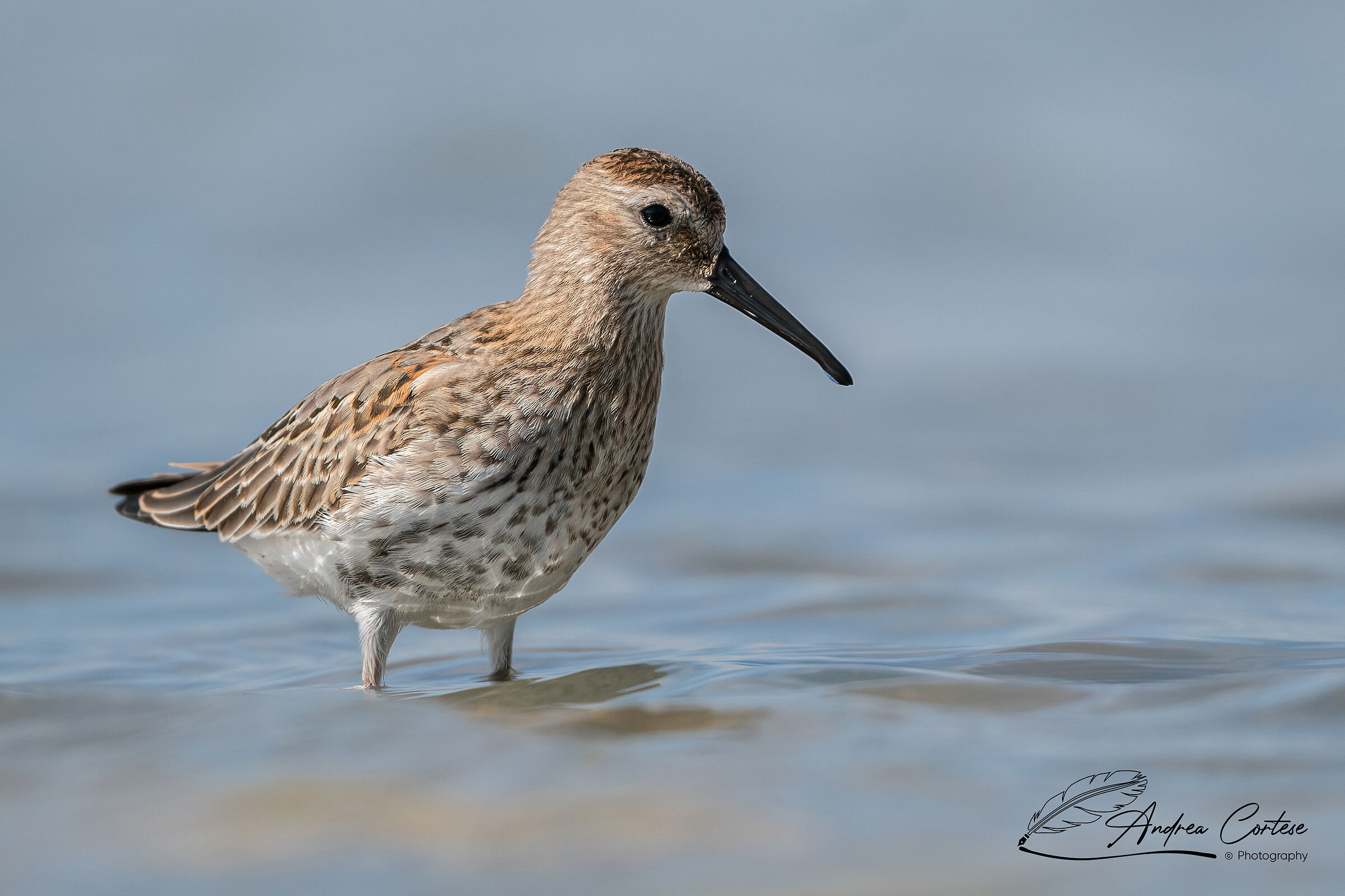 Piovanello pancianera (Calidris alpina)