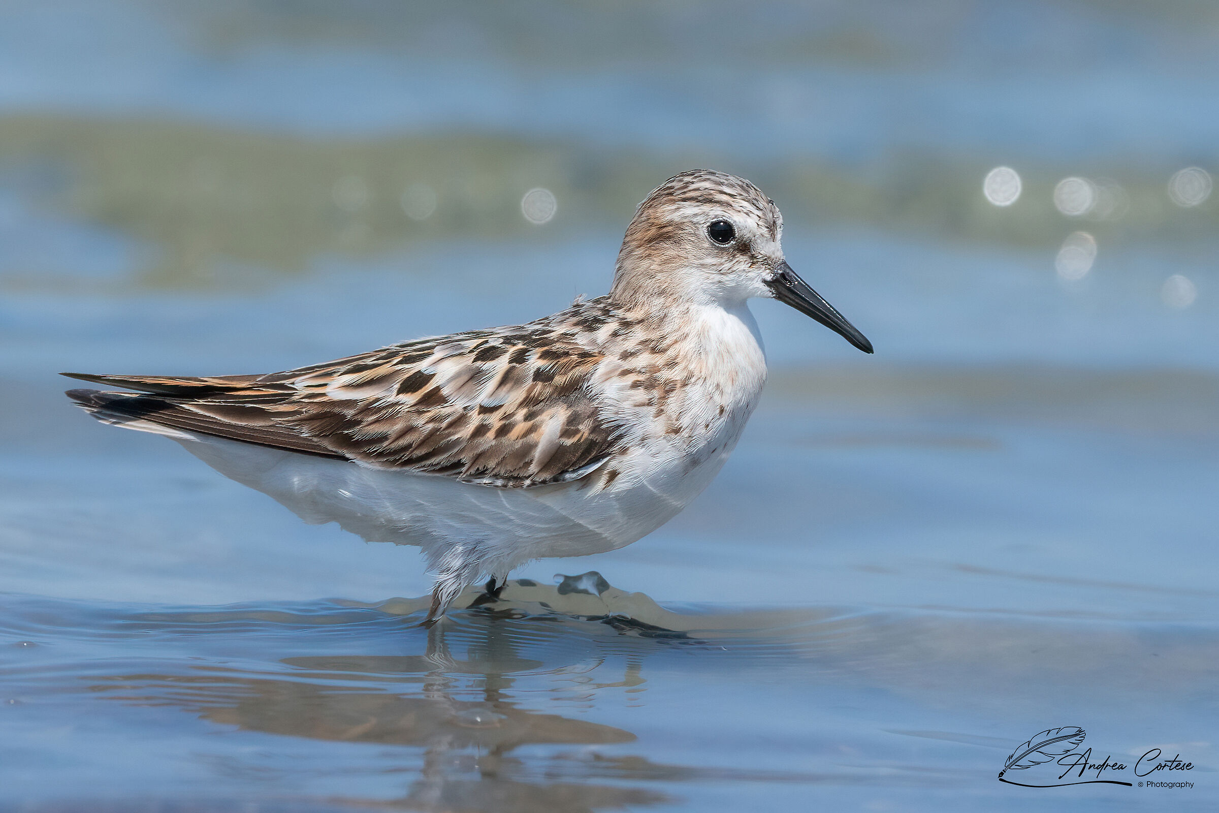Gambecchio comune (Calidris minuta)