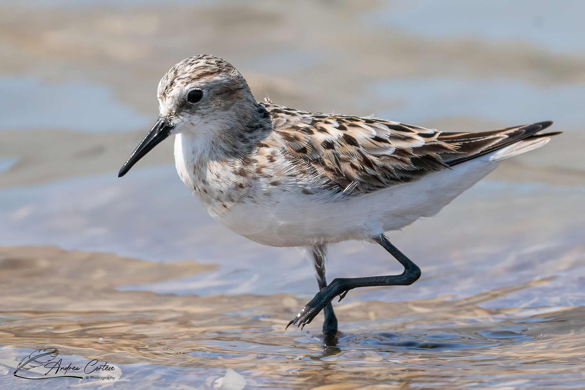 Gambecchio comune (Calidris minuta)