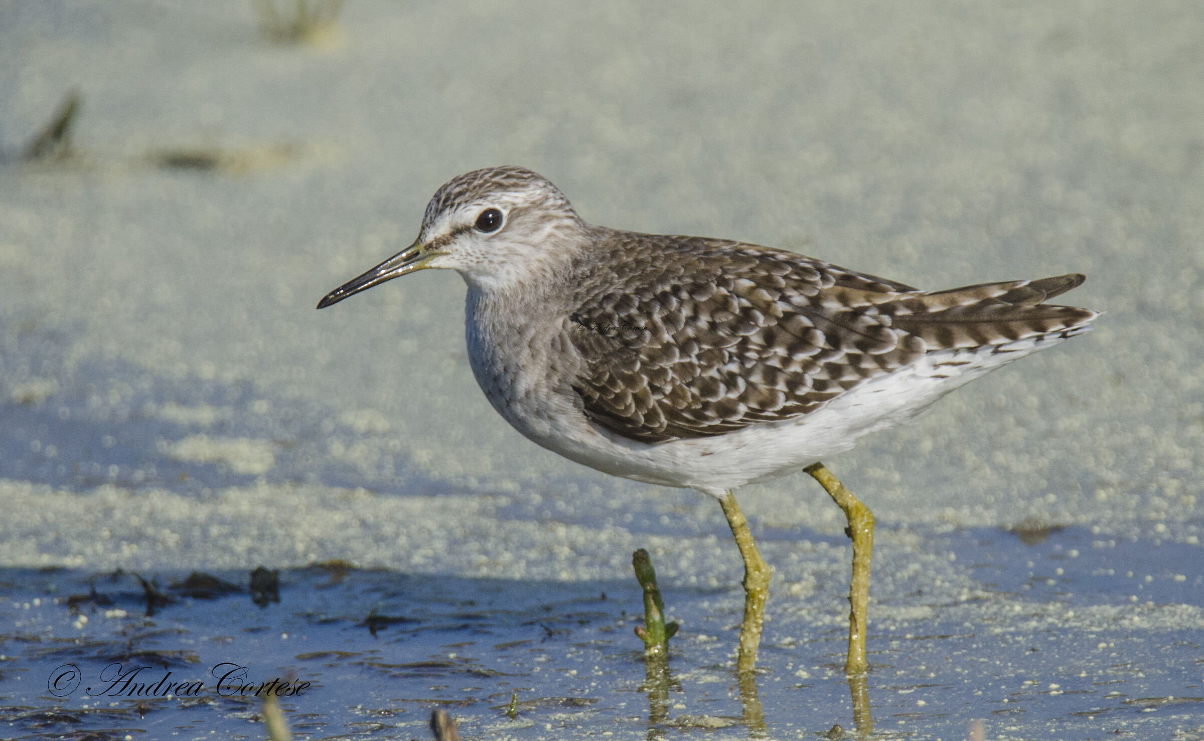 Piro-piro boschereccio (Tringa glareola)