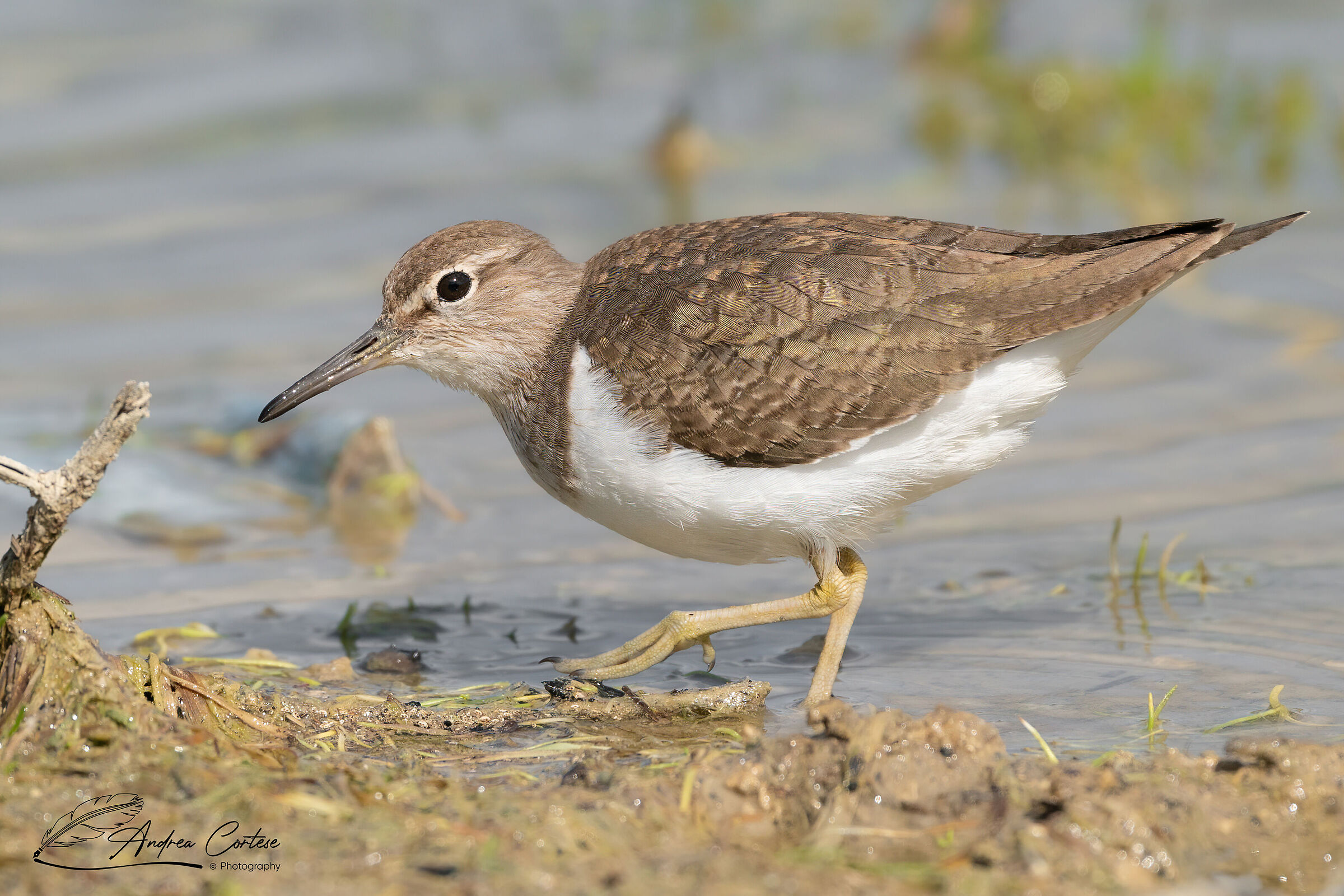 Piro piro piccolo (Actitis hypoleucos)