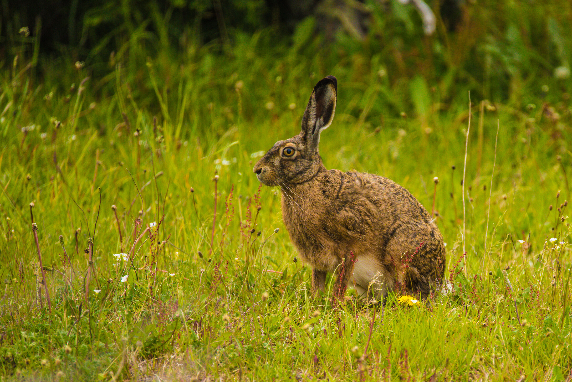 a hare in Argentina