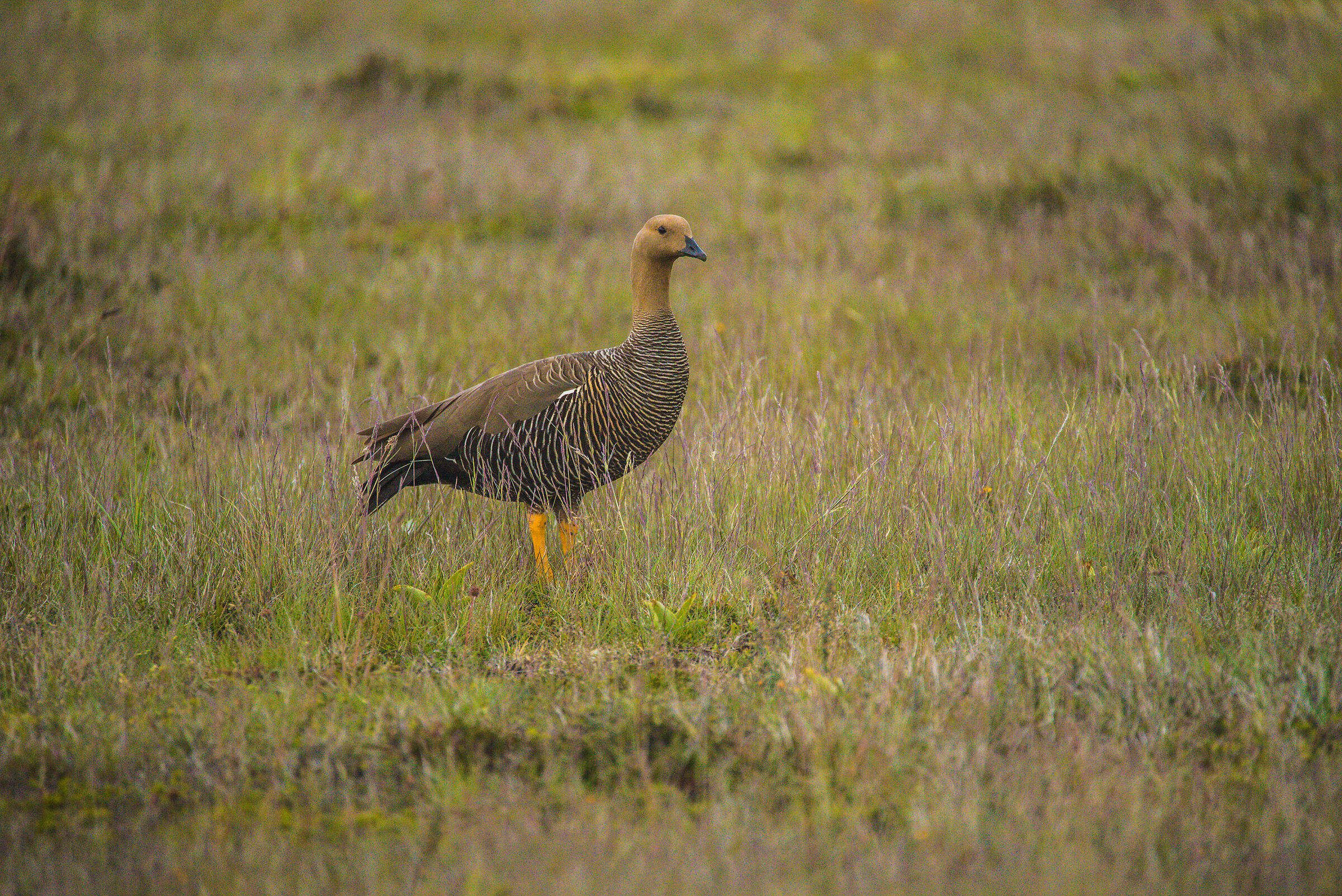 Oca di Magellano (Chloephaga picta), femmina