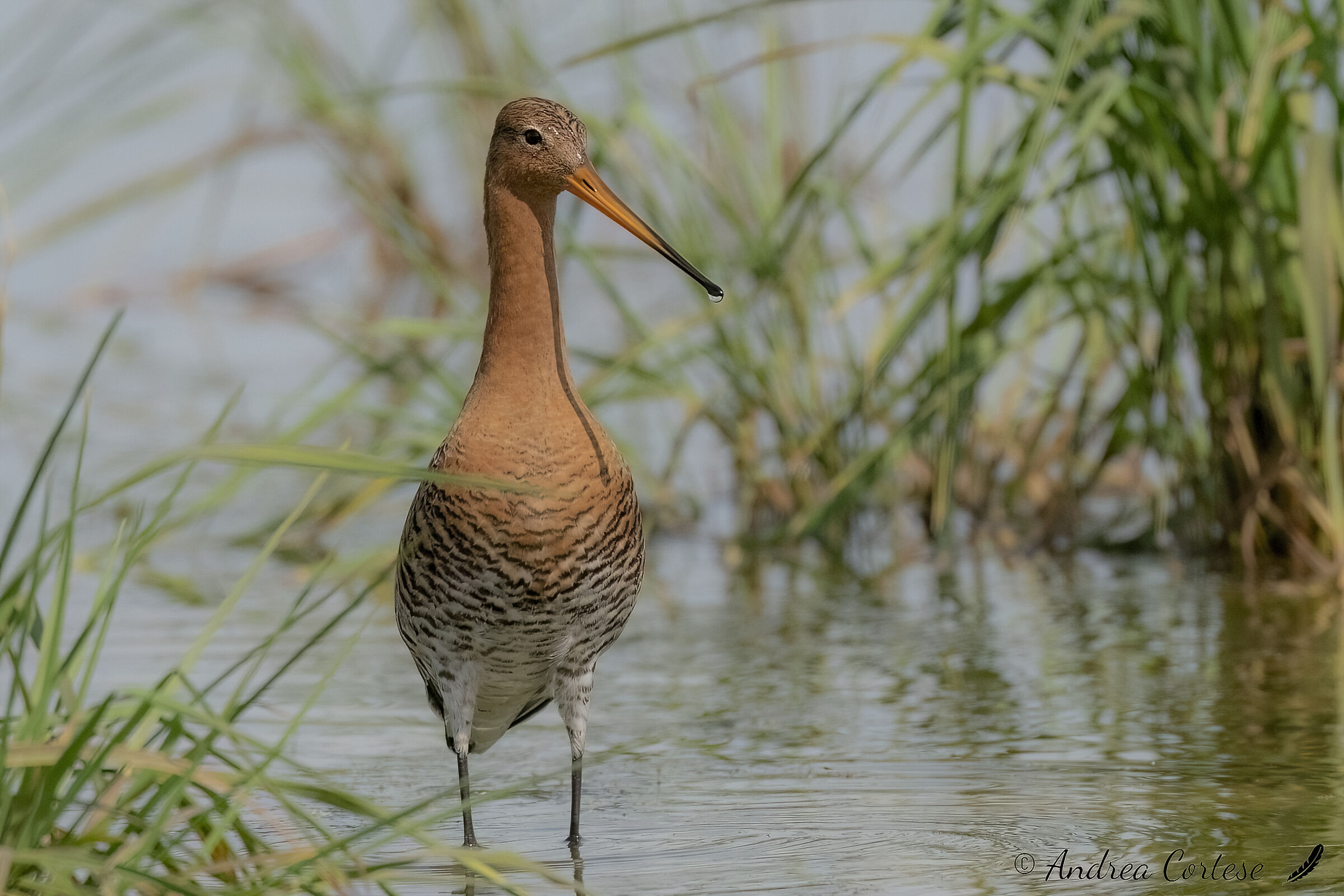 Pittima reale (Limosa limosa)