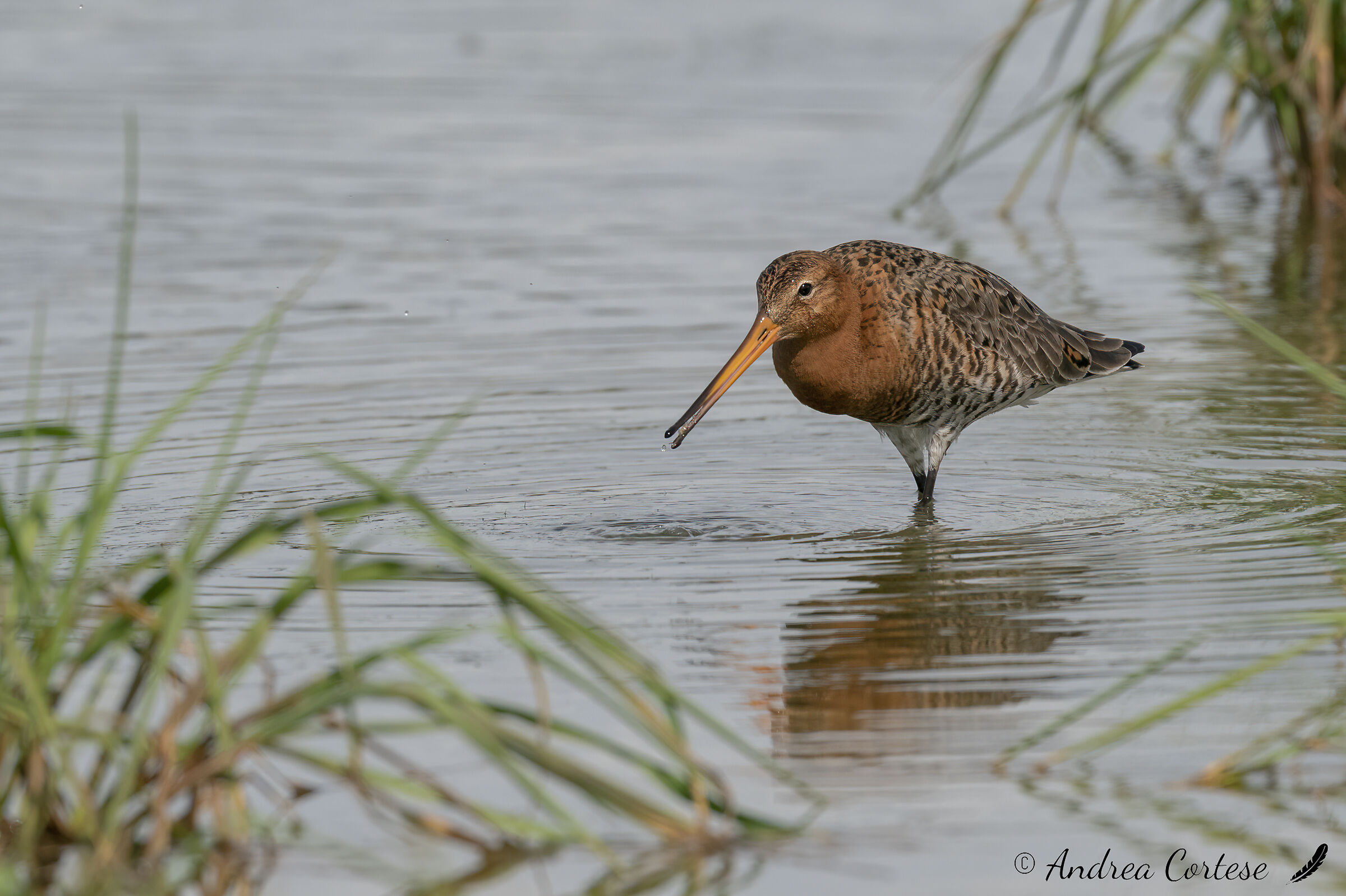 Pittima reale (Limosa limosa)