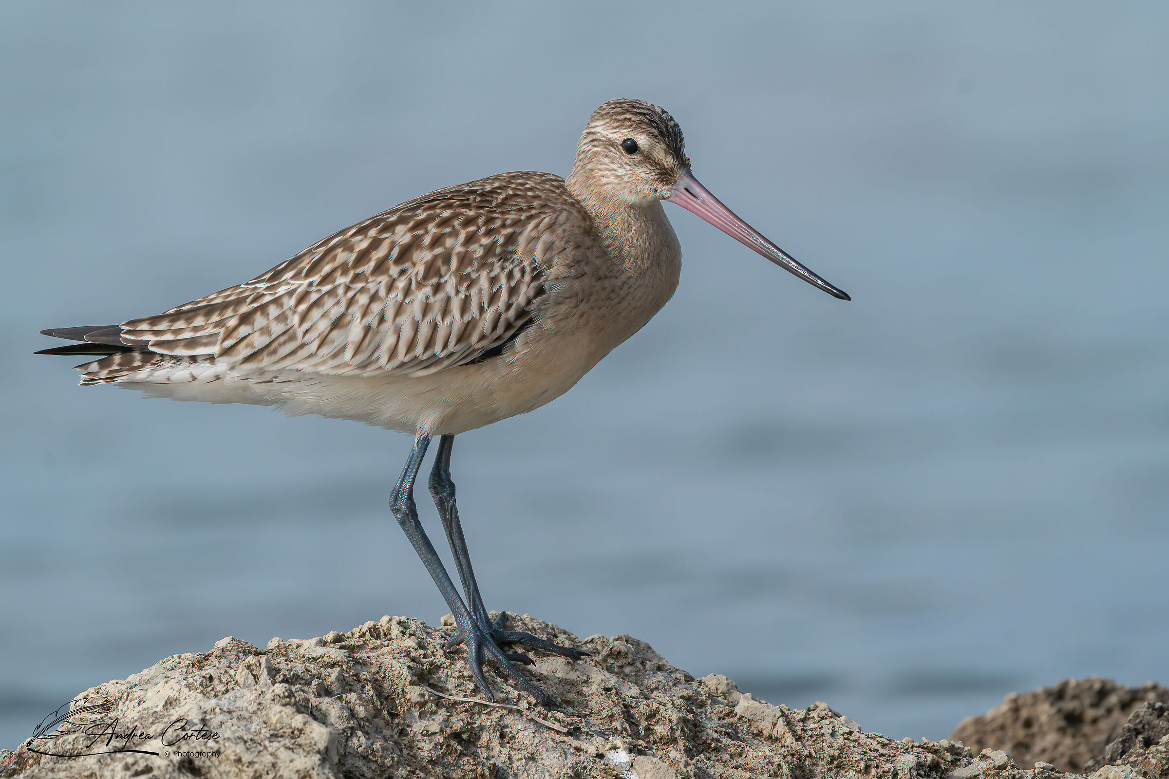 Pittima minore (Limosa lapponica)