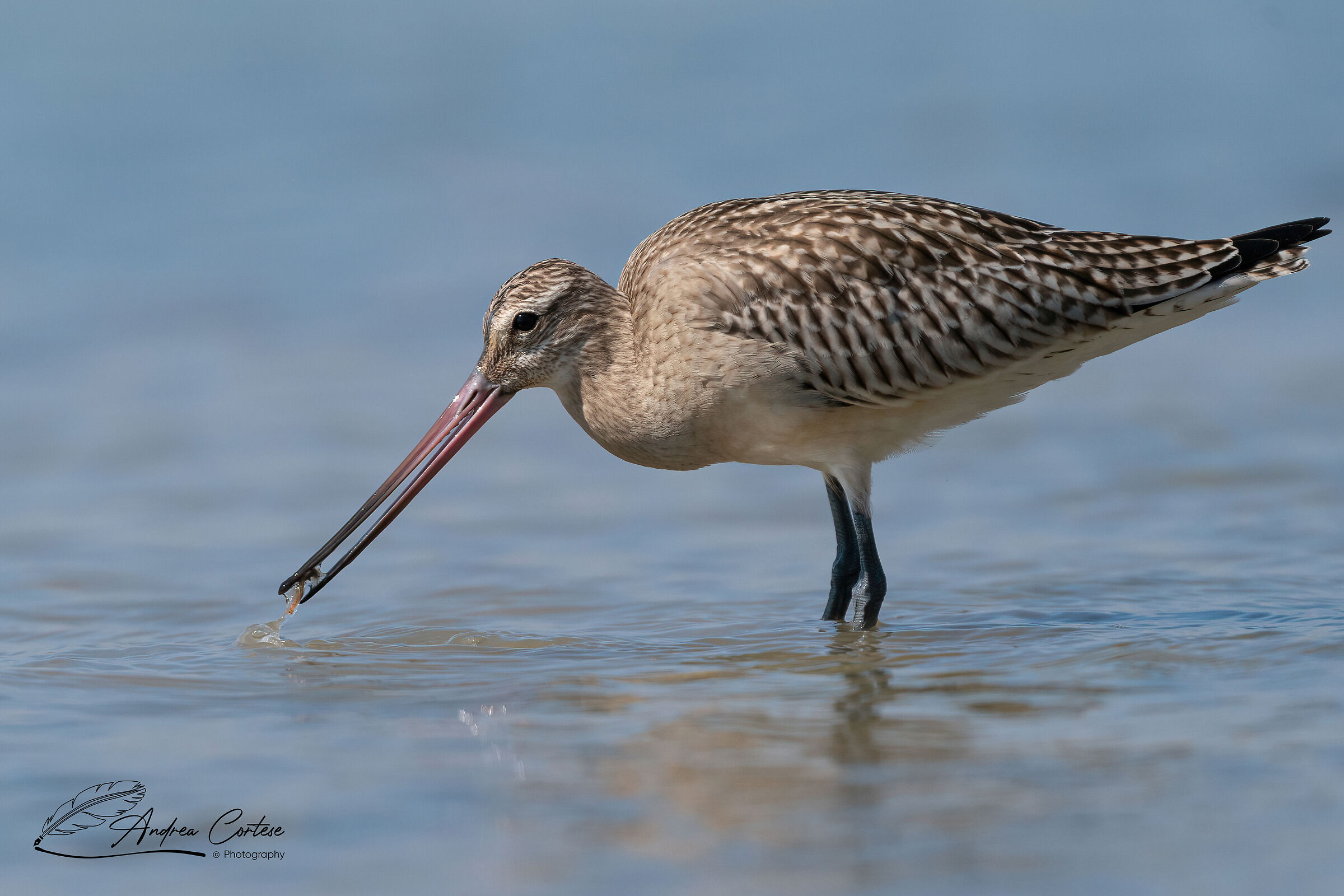 Pittima minore (Limosa lapponica)