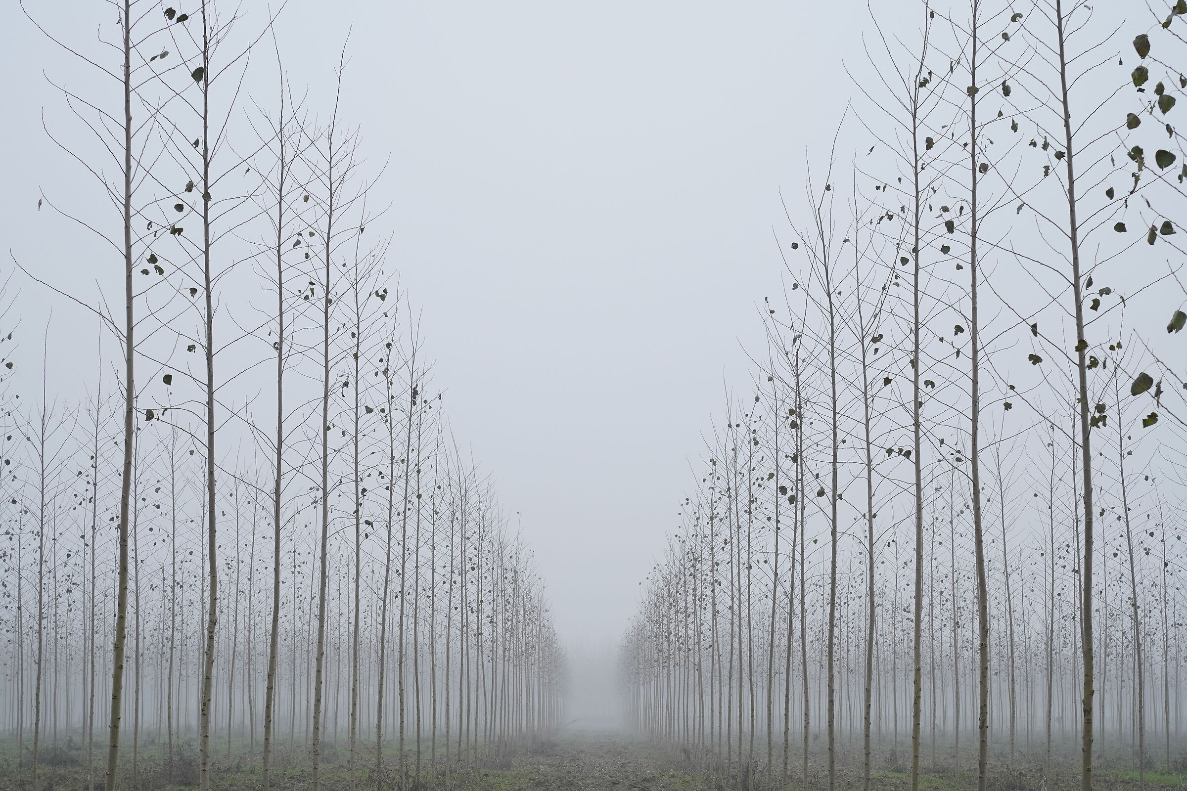 Poplar groves Mn