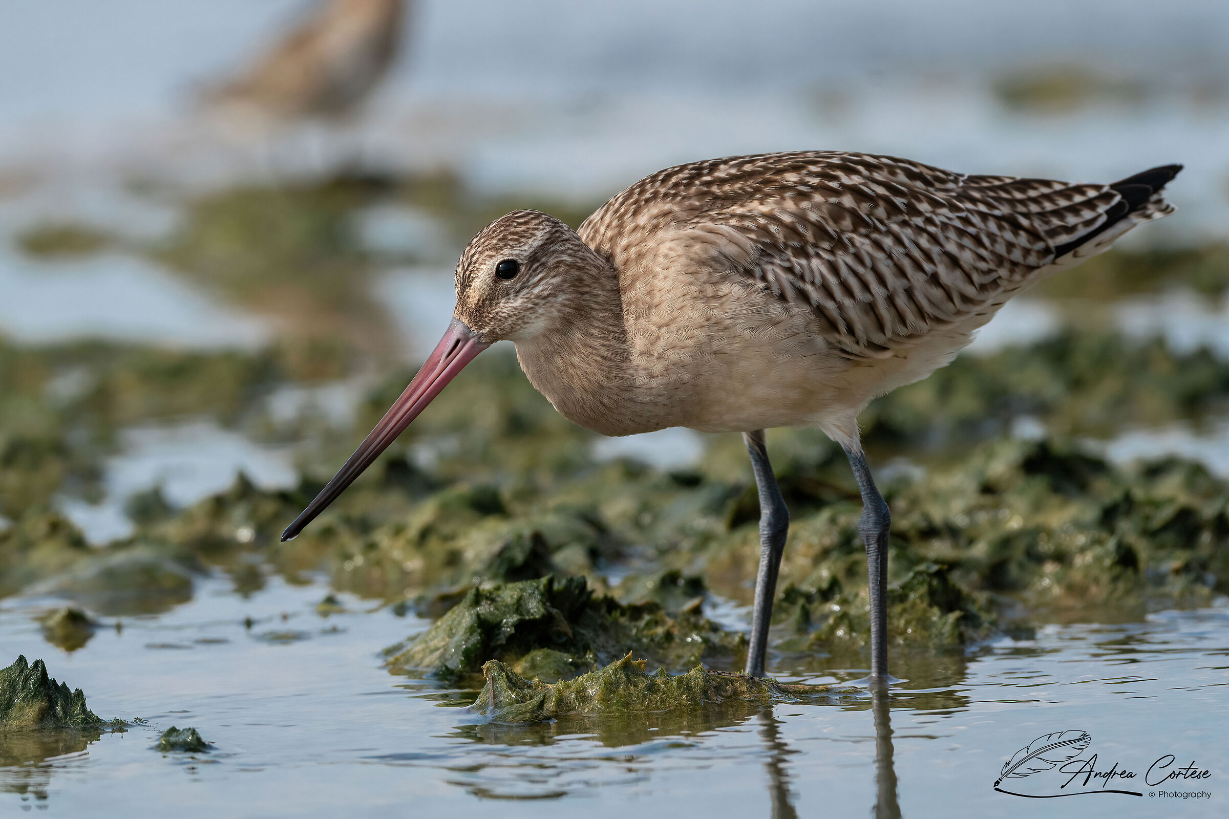 Pittima minore (Limosa lapponica)