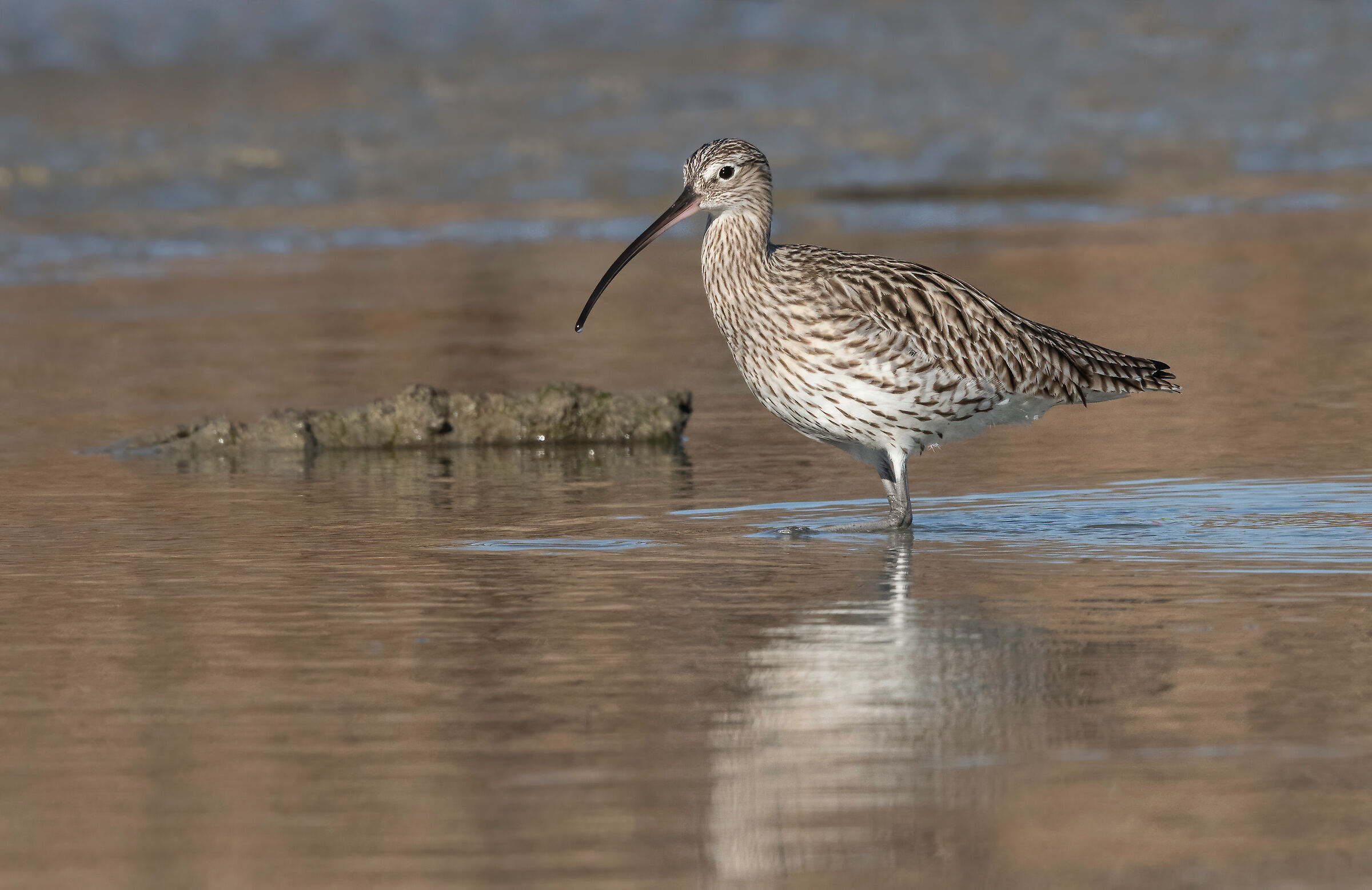 Greater Curlew