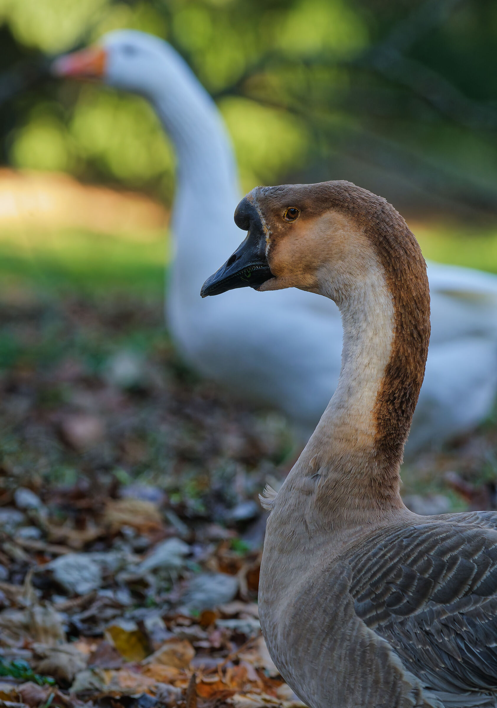 Swan goose