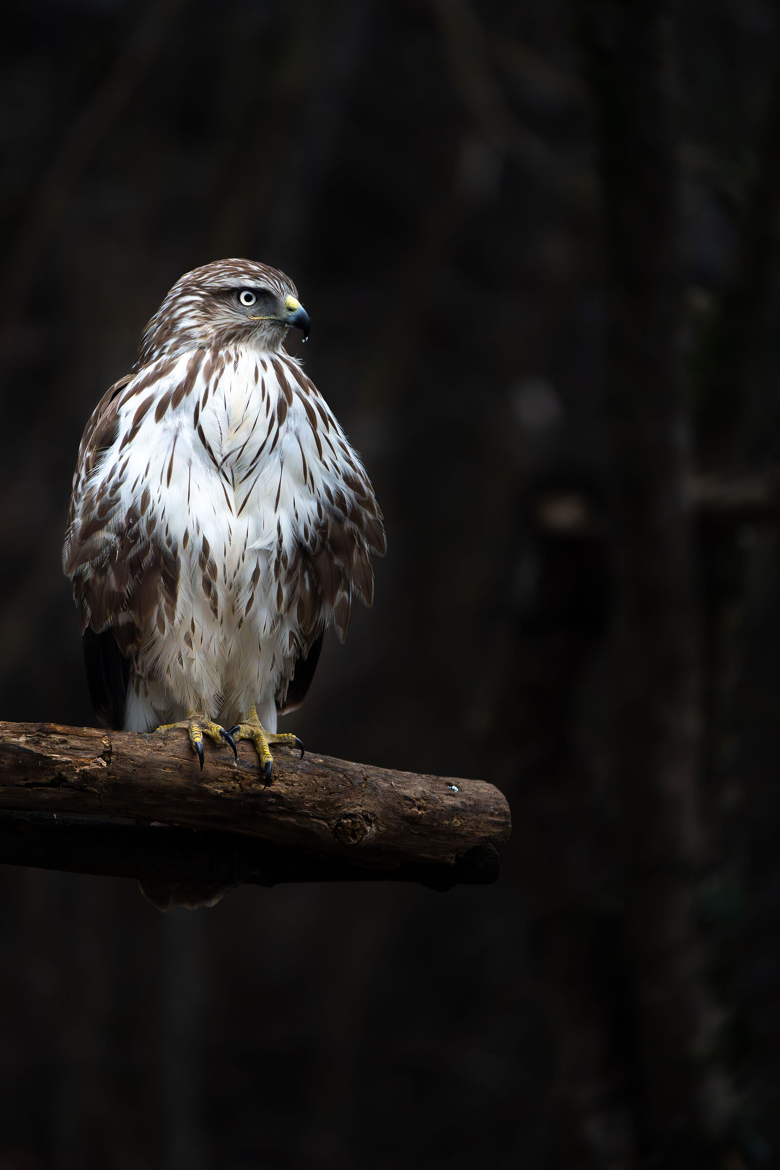Common buzzard