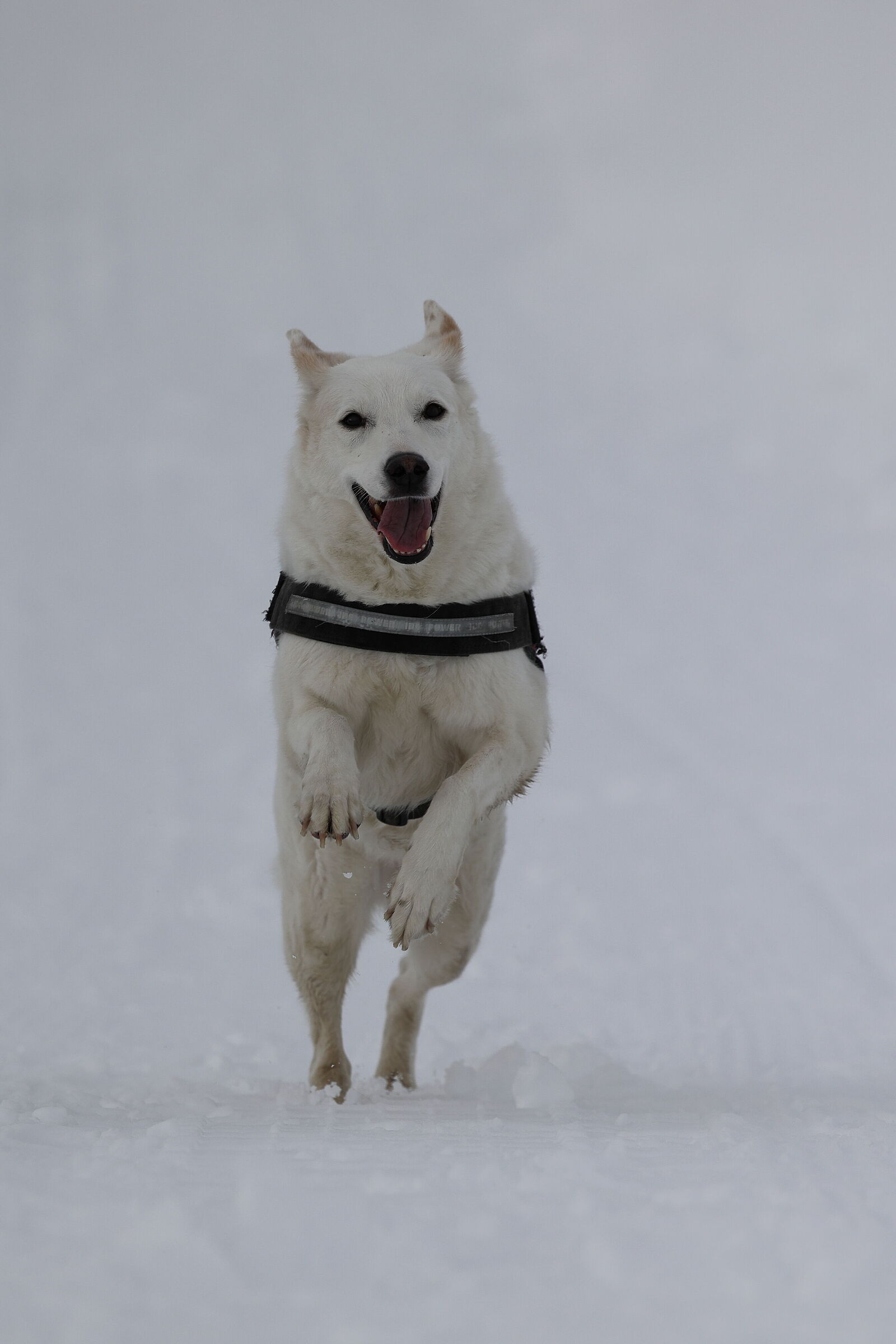 B.I.F. = Bianca In Flight