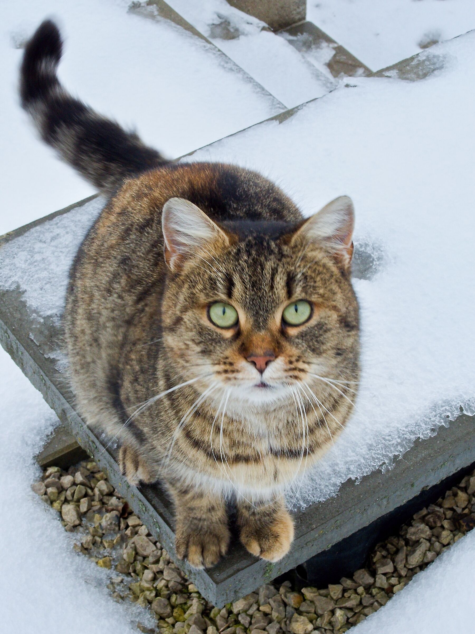 Cat in the snow