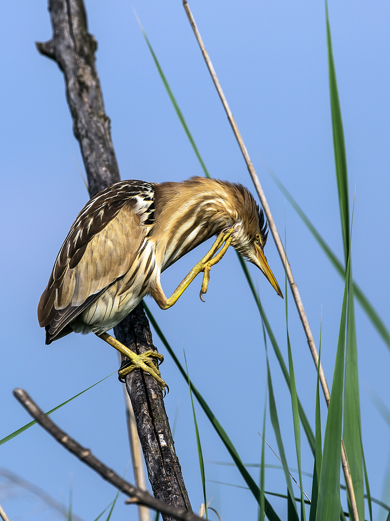 Bittern