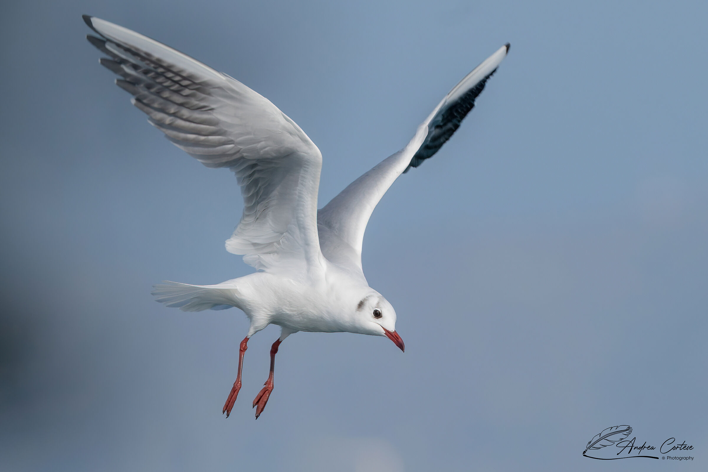 Gabbiano comune (Chroicocephalus ridibundus)