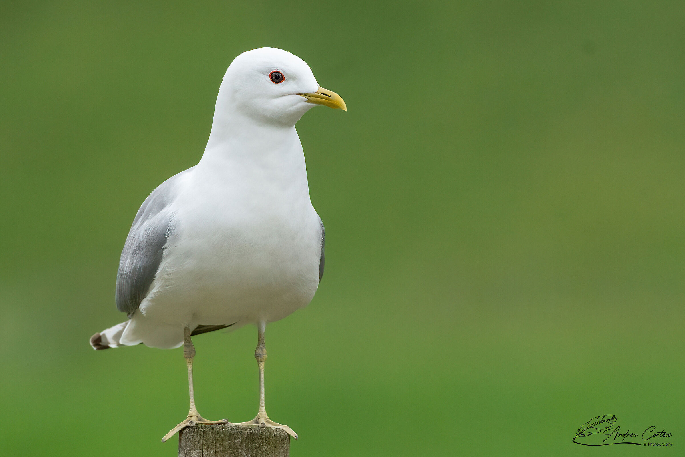Gavina (Larus canus)